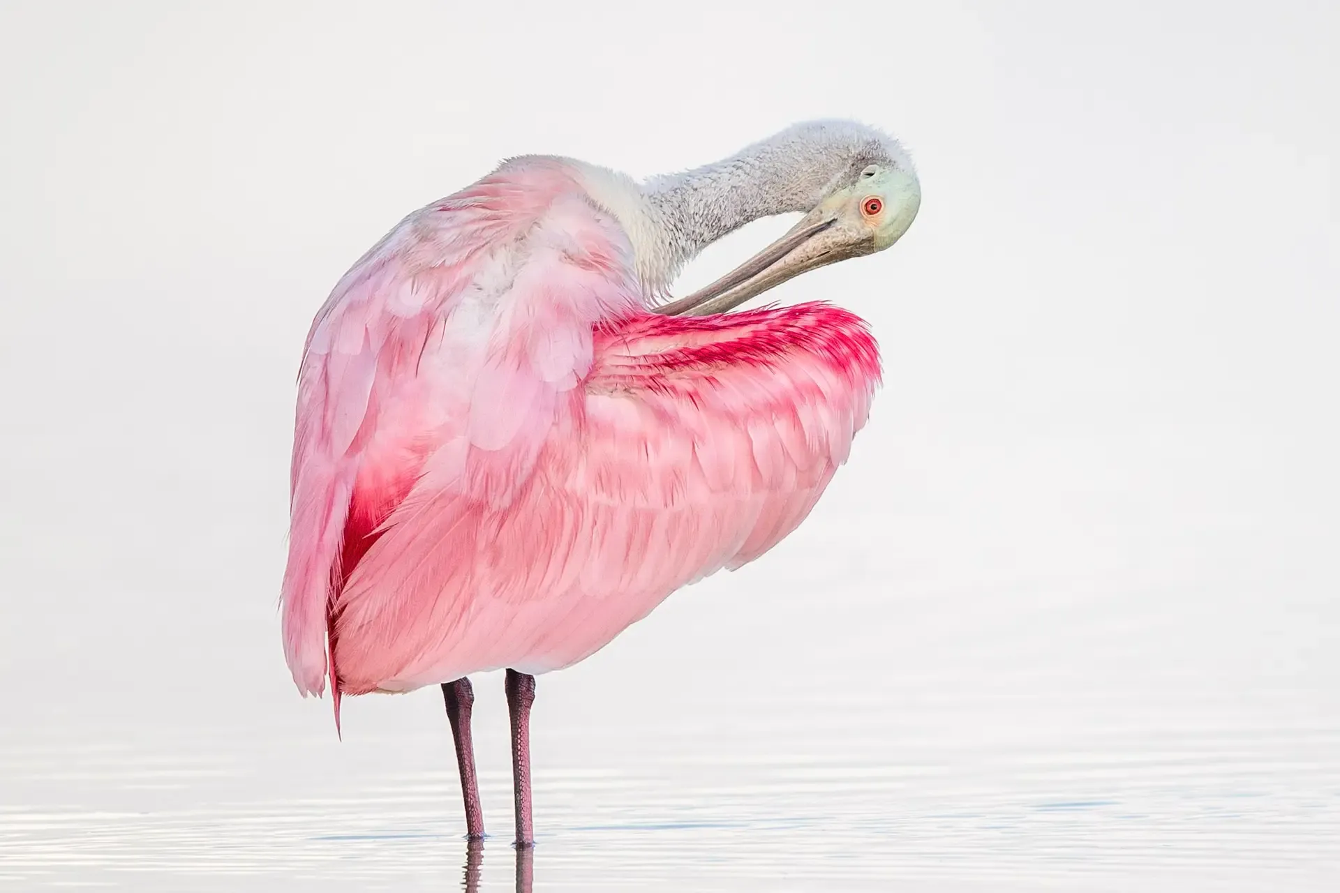Pink bird preening in water