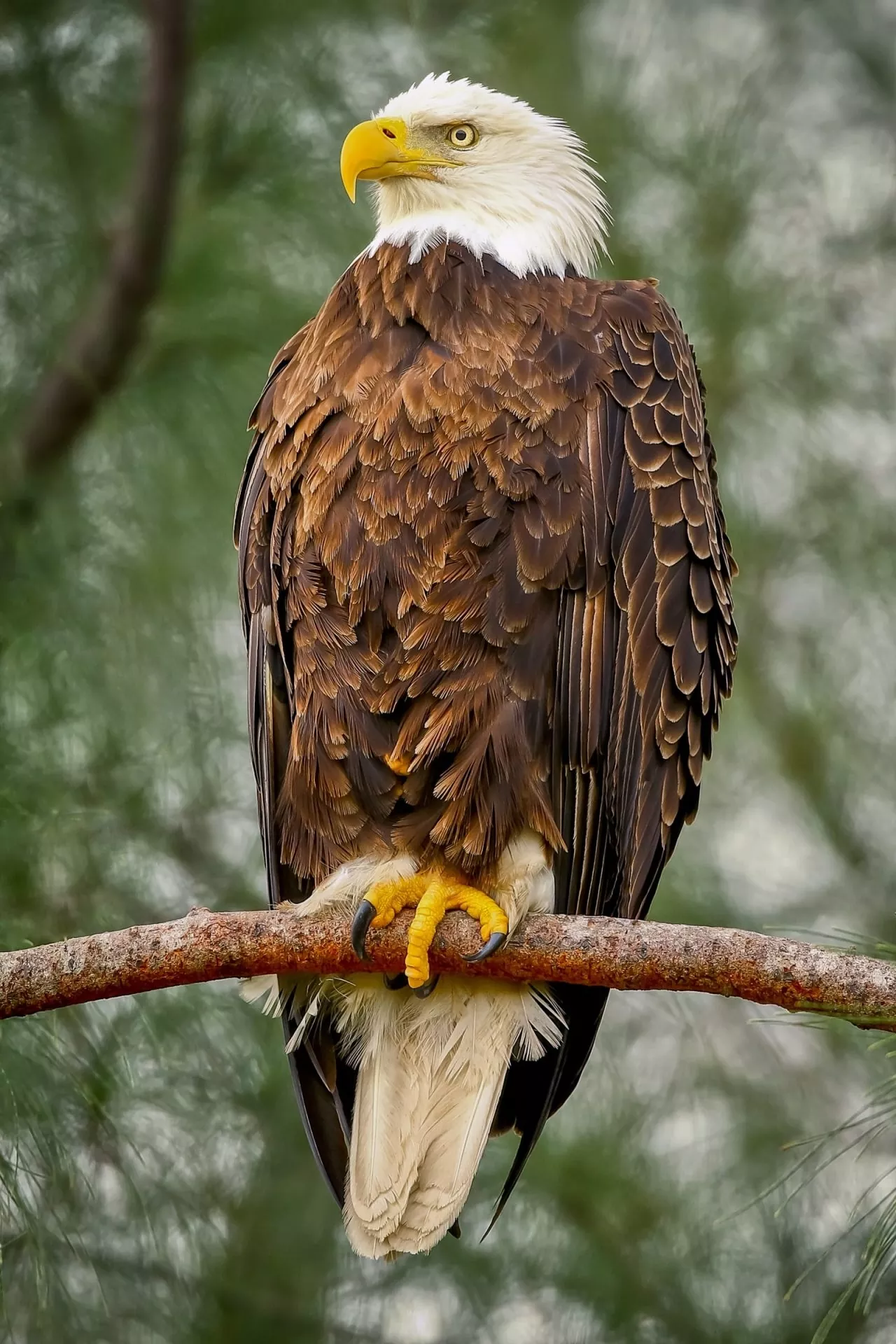 Bald-Eagle-2