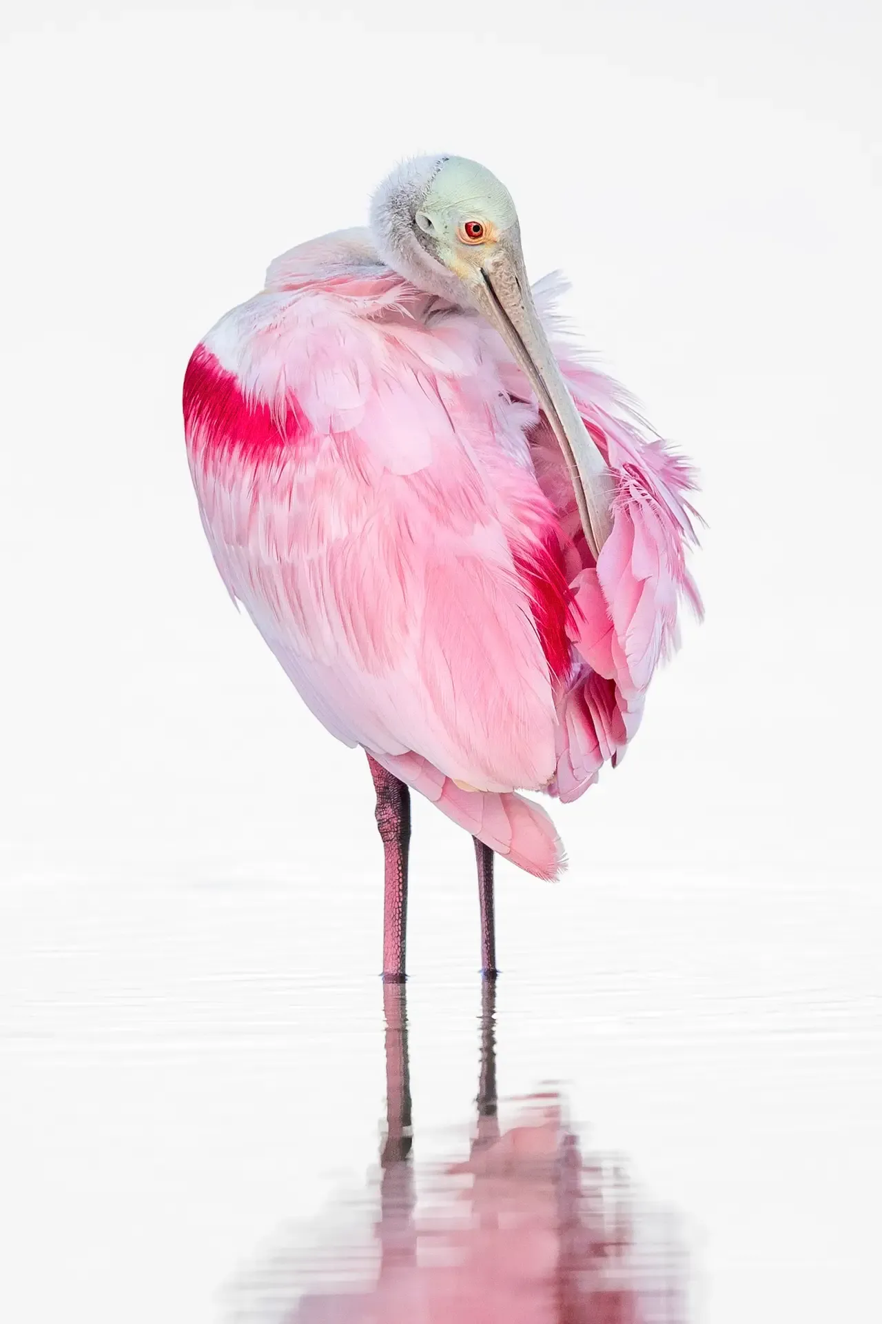 Pink bird standing in water