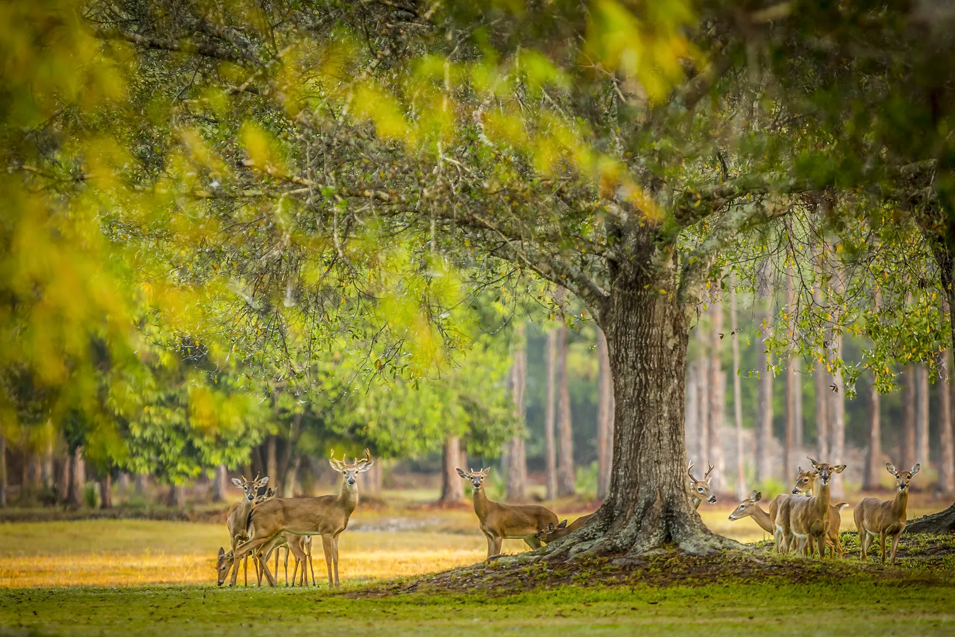 Deer Crossing