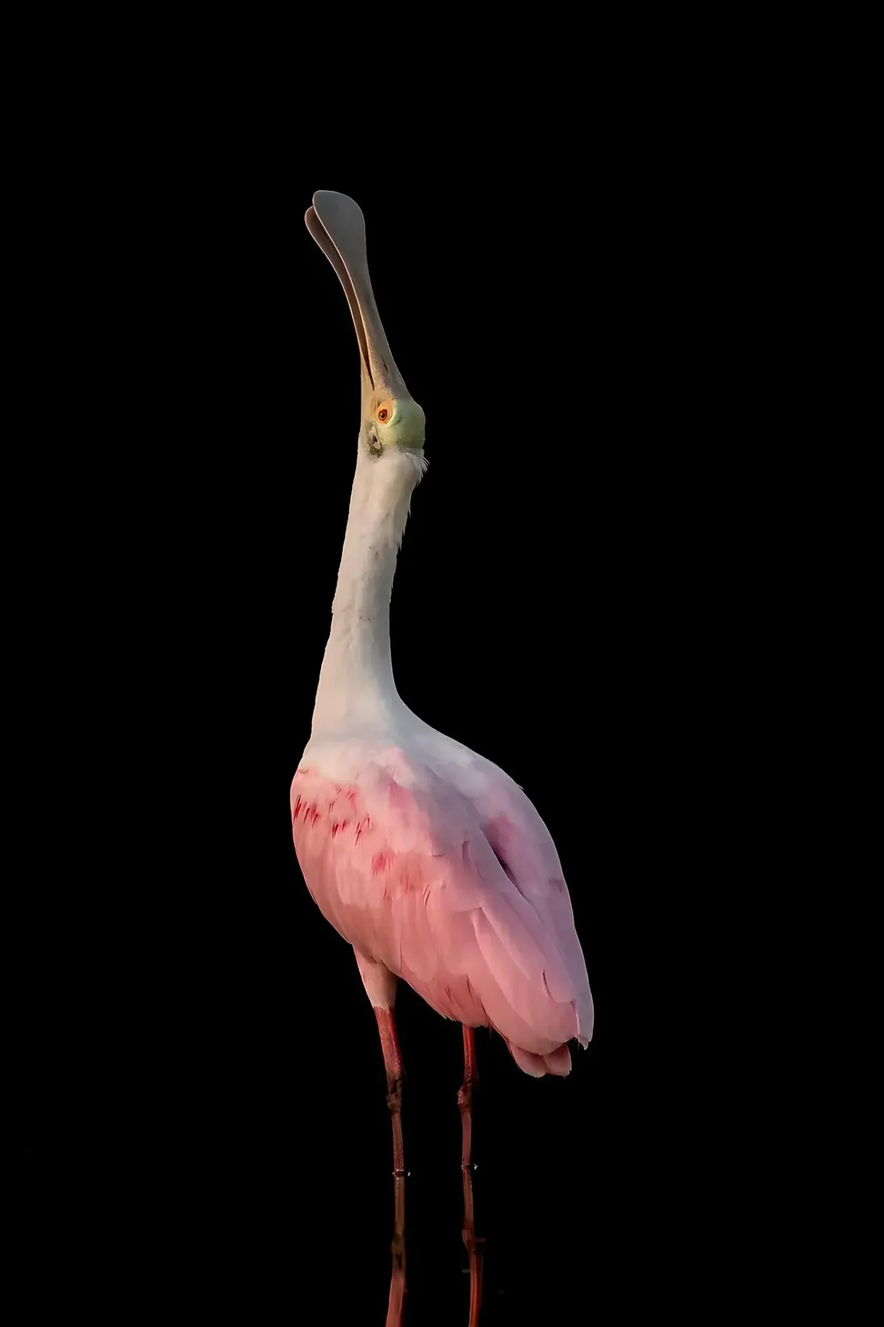 Pink bird with long neck