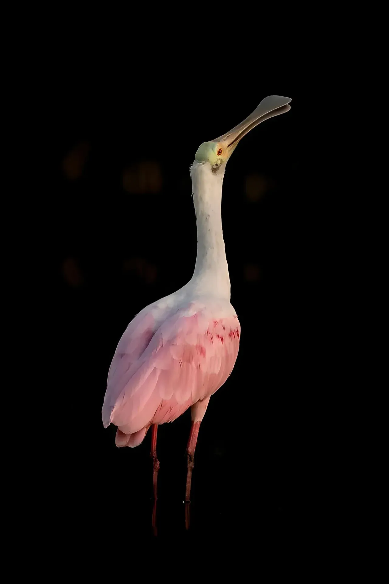 Pink bird with long neck