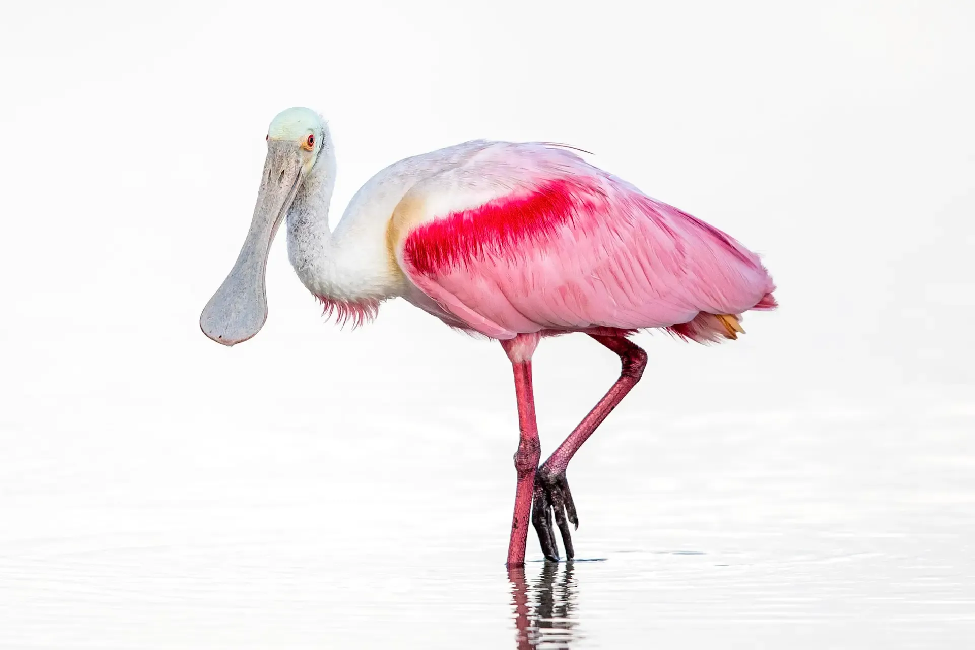 Pink bird wading in shallow water