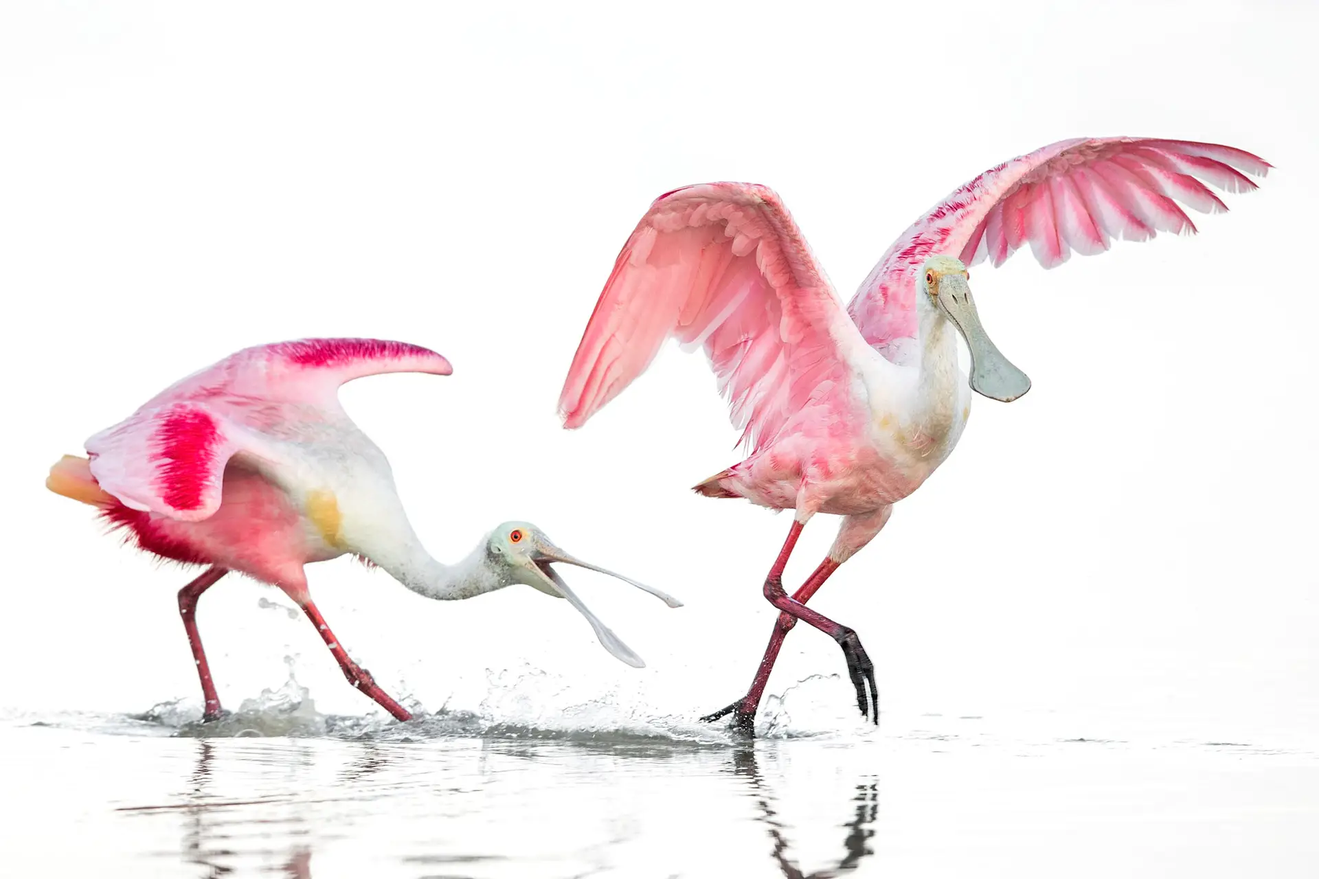 Two pink birds wading in water