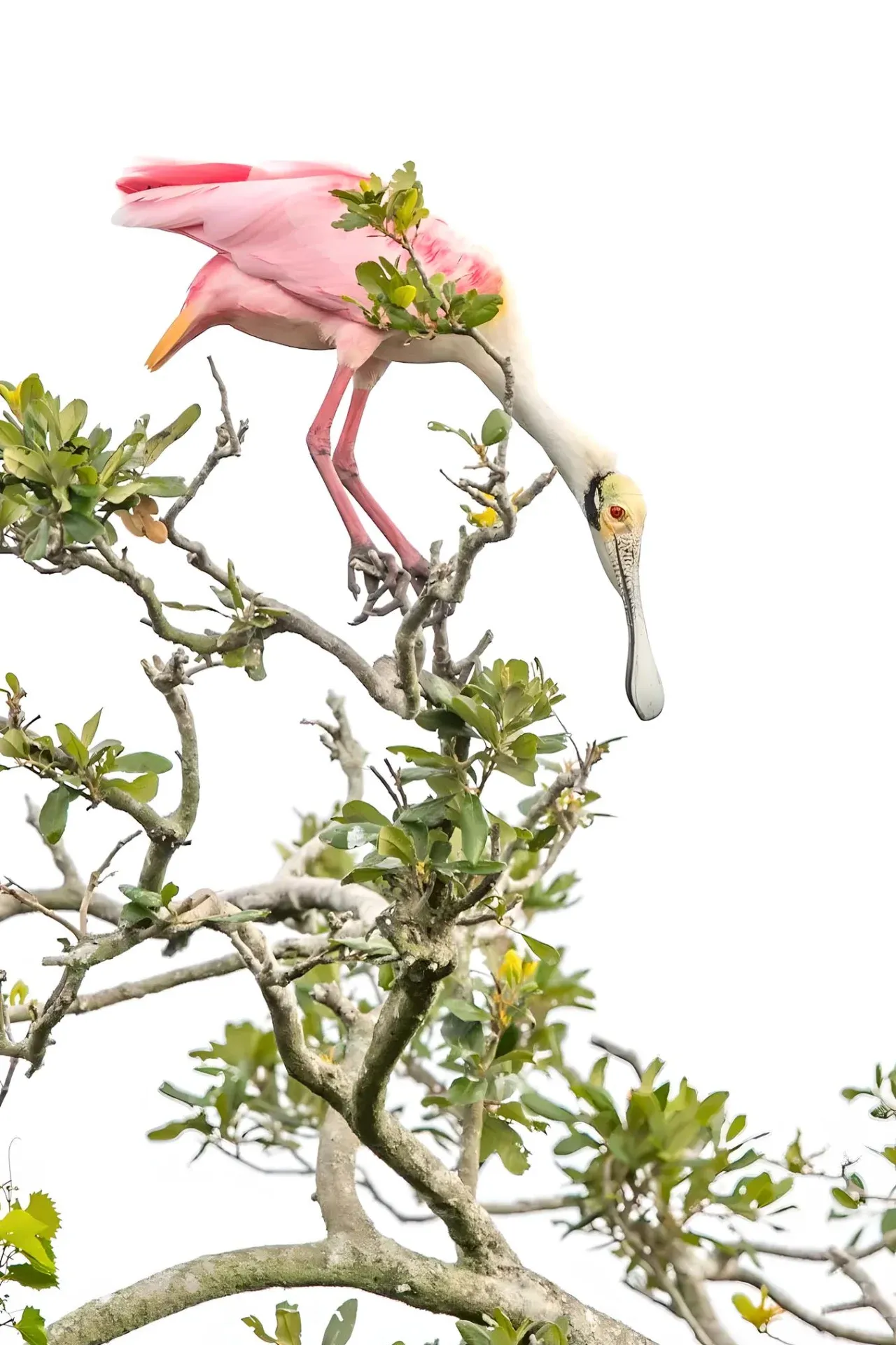 Pink bird perched on tree branch