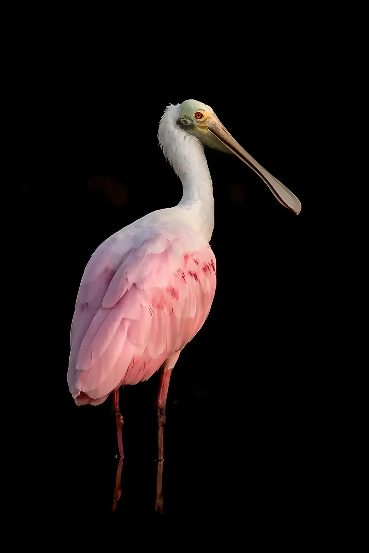 Pink bird with long beak