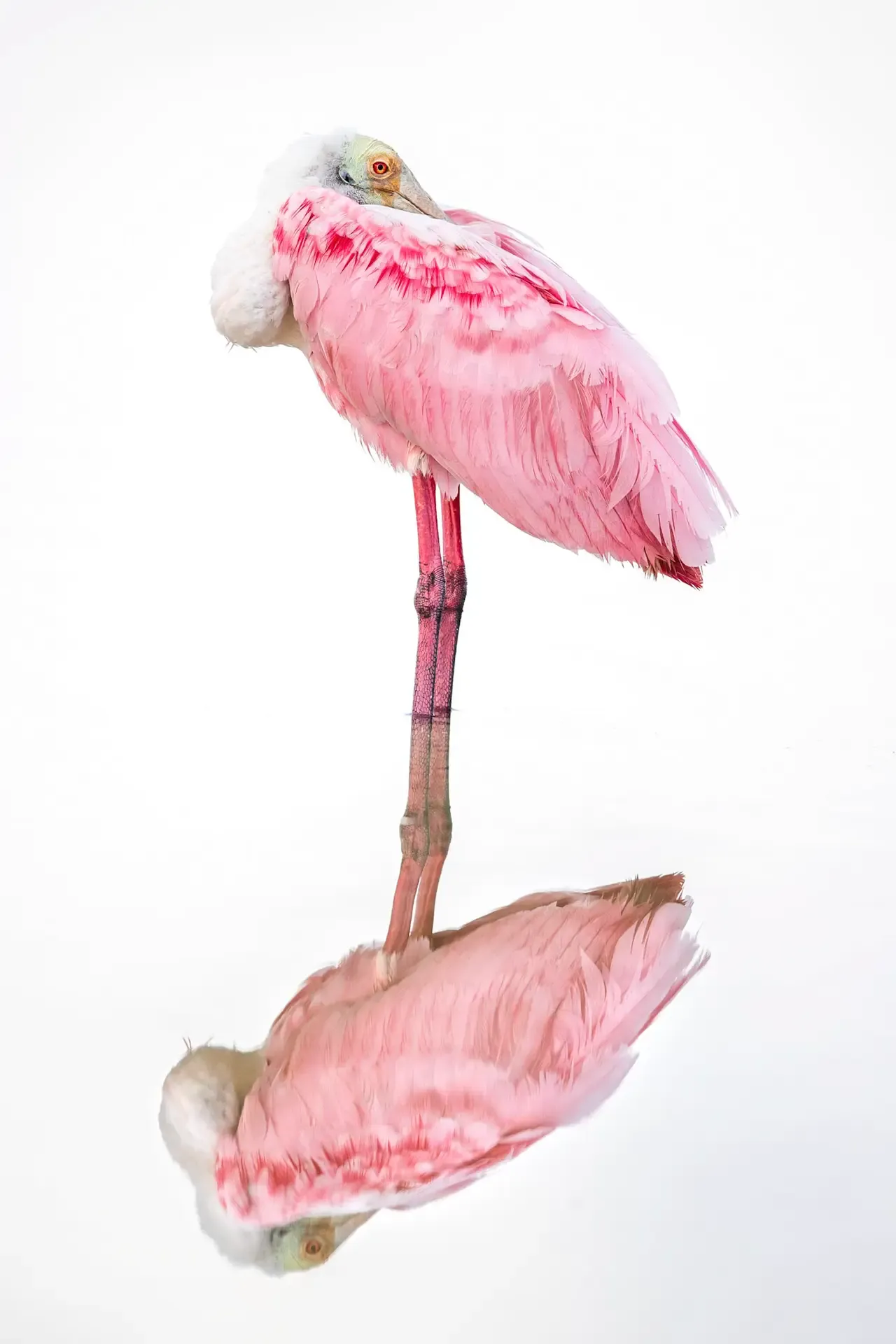 Pink bird standing in water