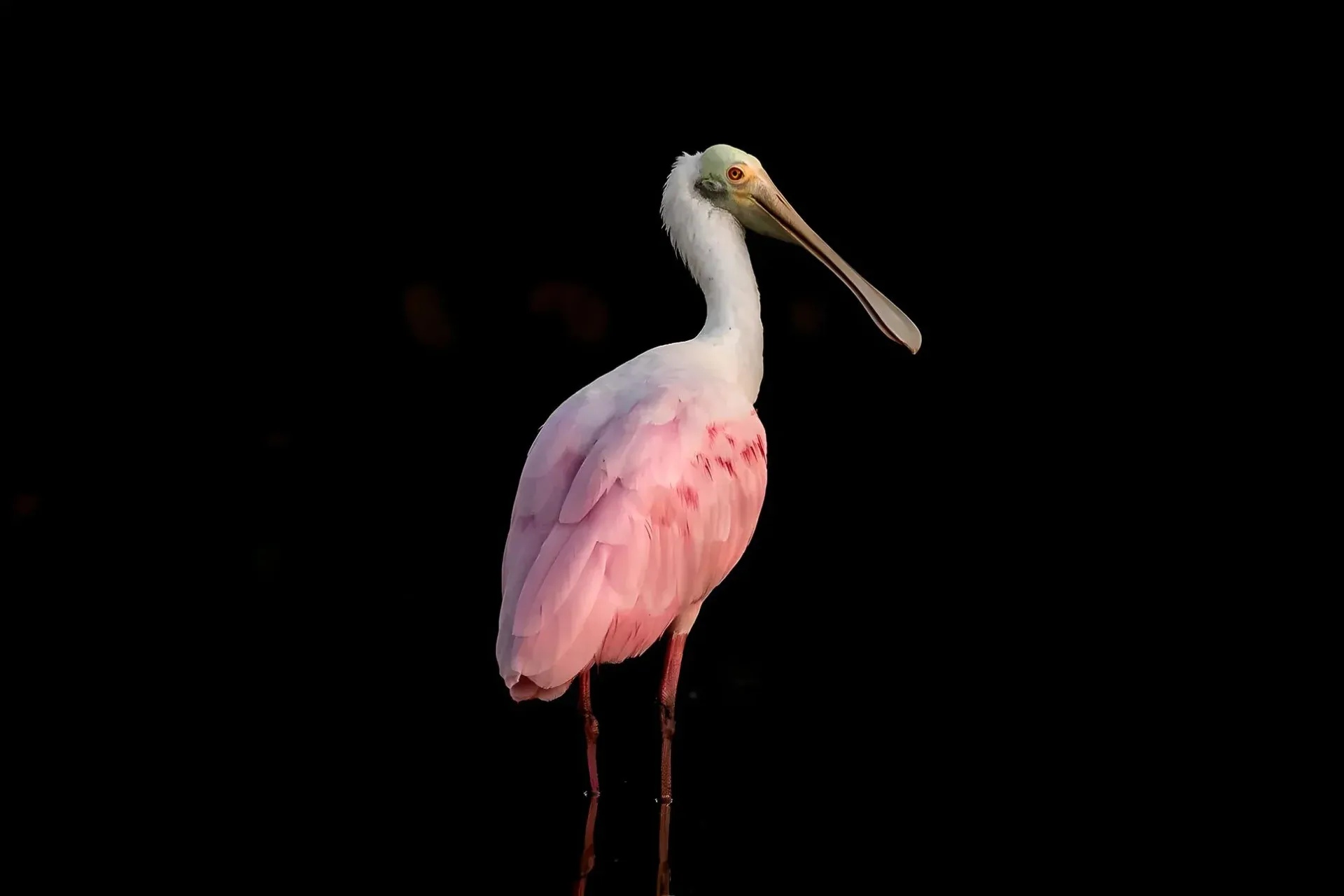 Pink bird standing against black background