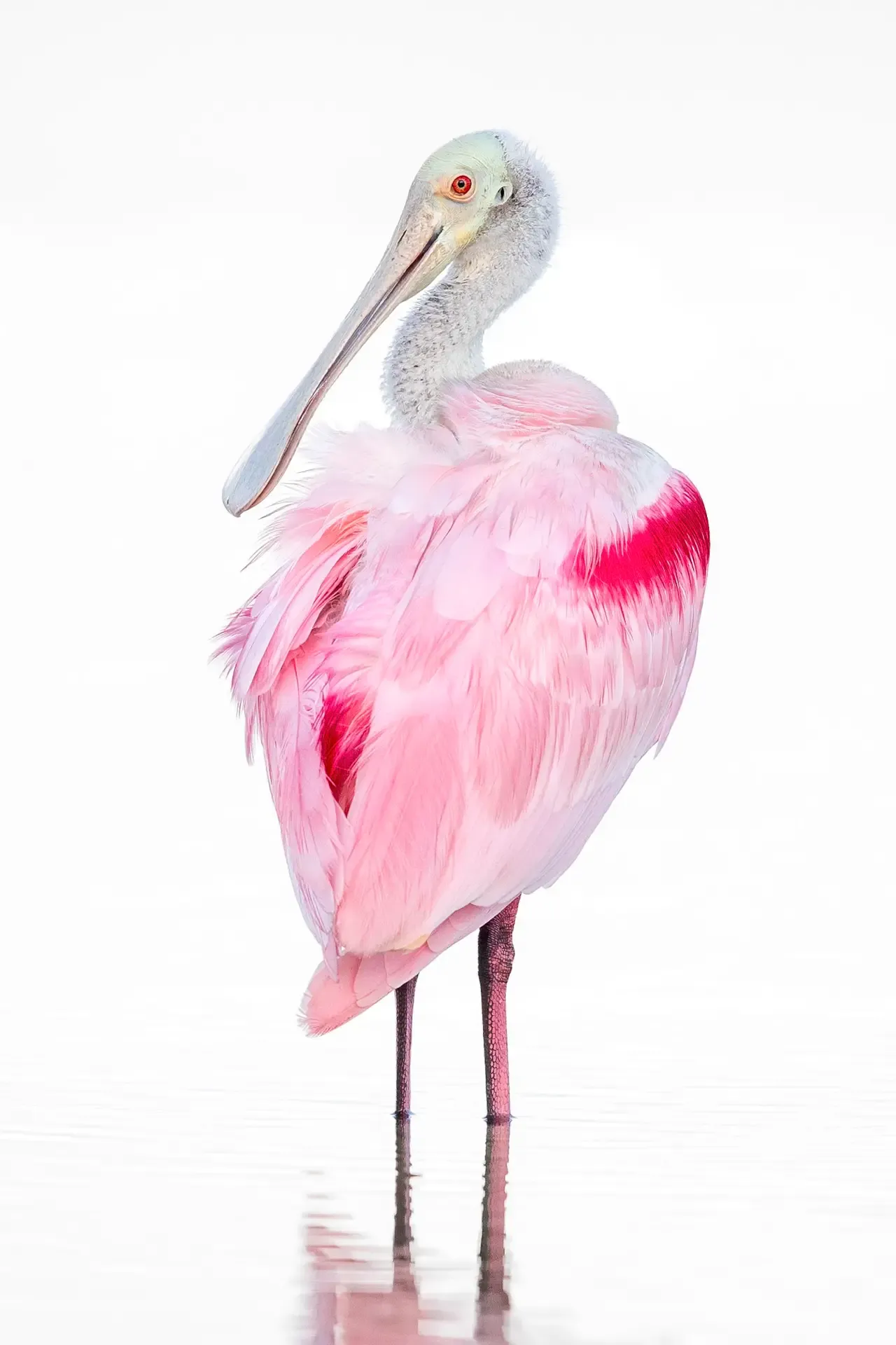 Pink bird standing in water