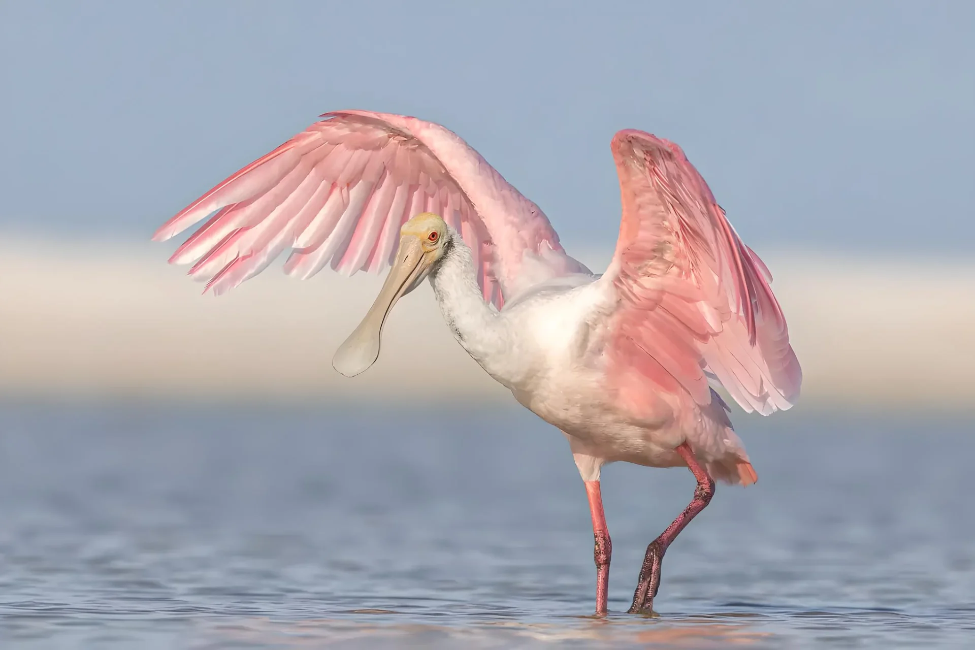Pink bird wading in shallow water