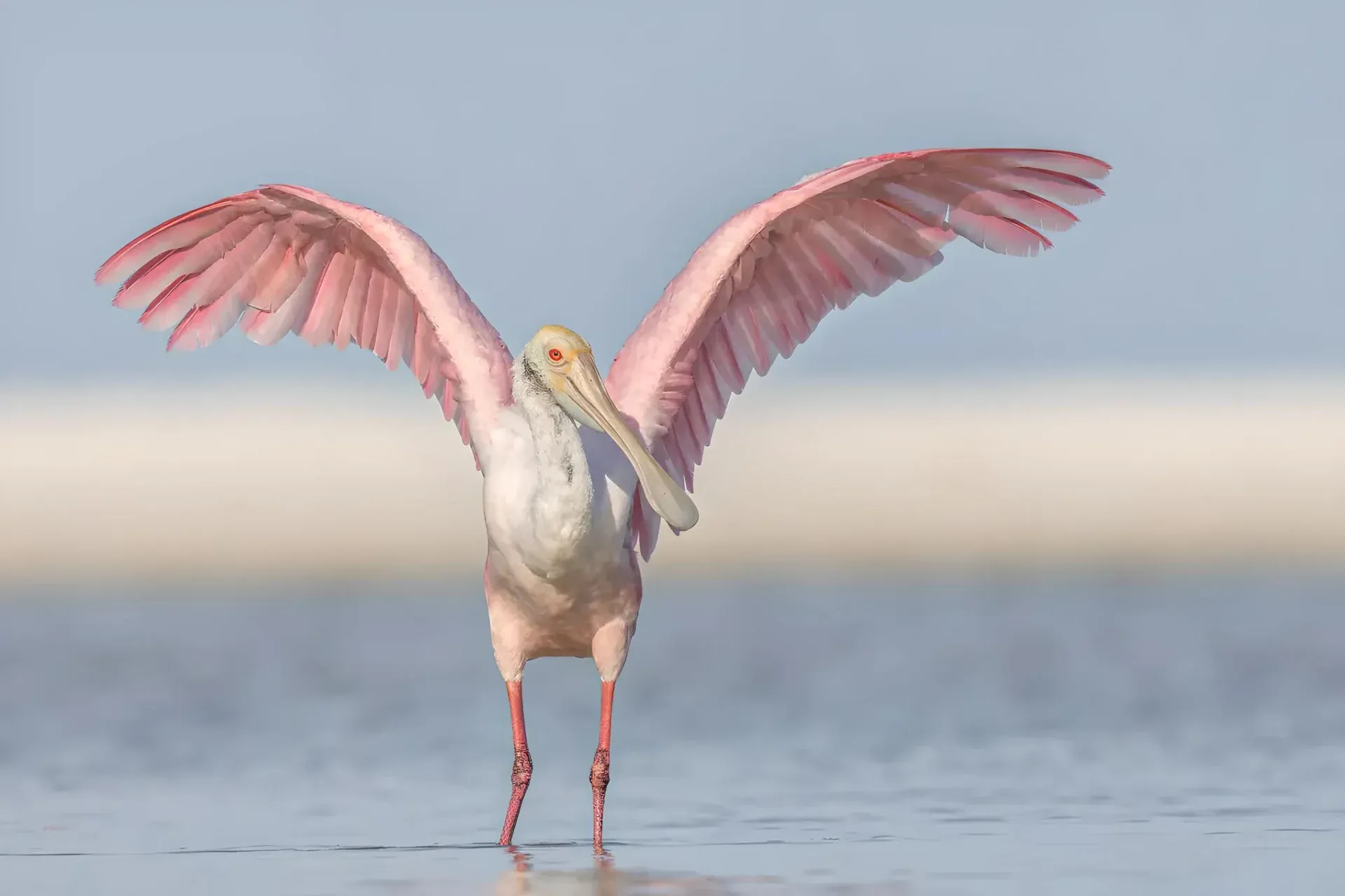 Roseate spoonbill with wings spread
