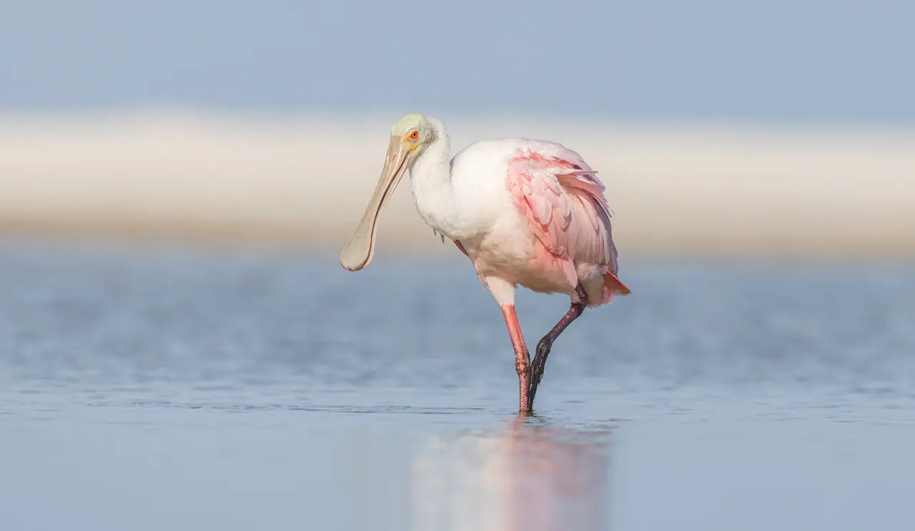 Roseate spoonbill wading in water.