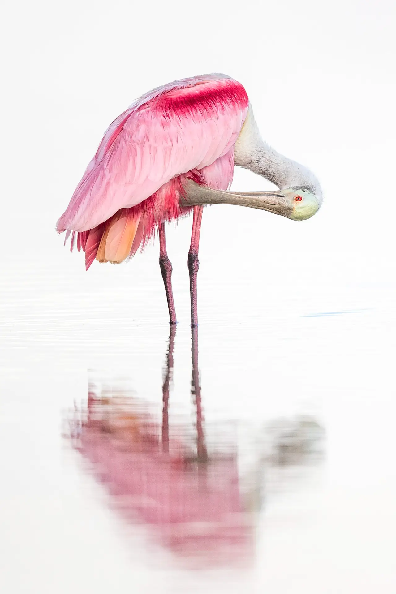 A pink flamingo grooming itself in shallow water.