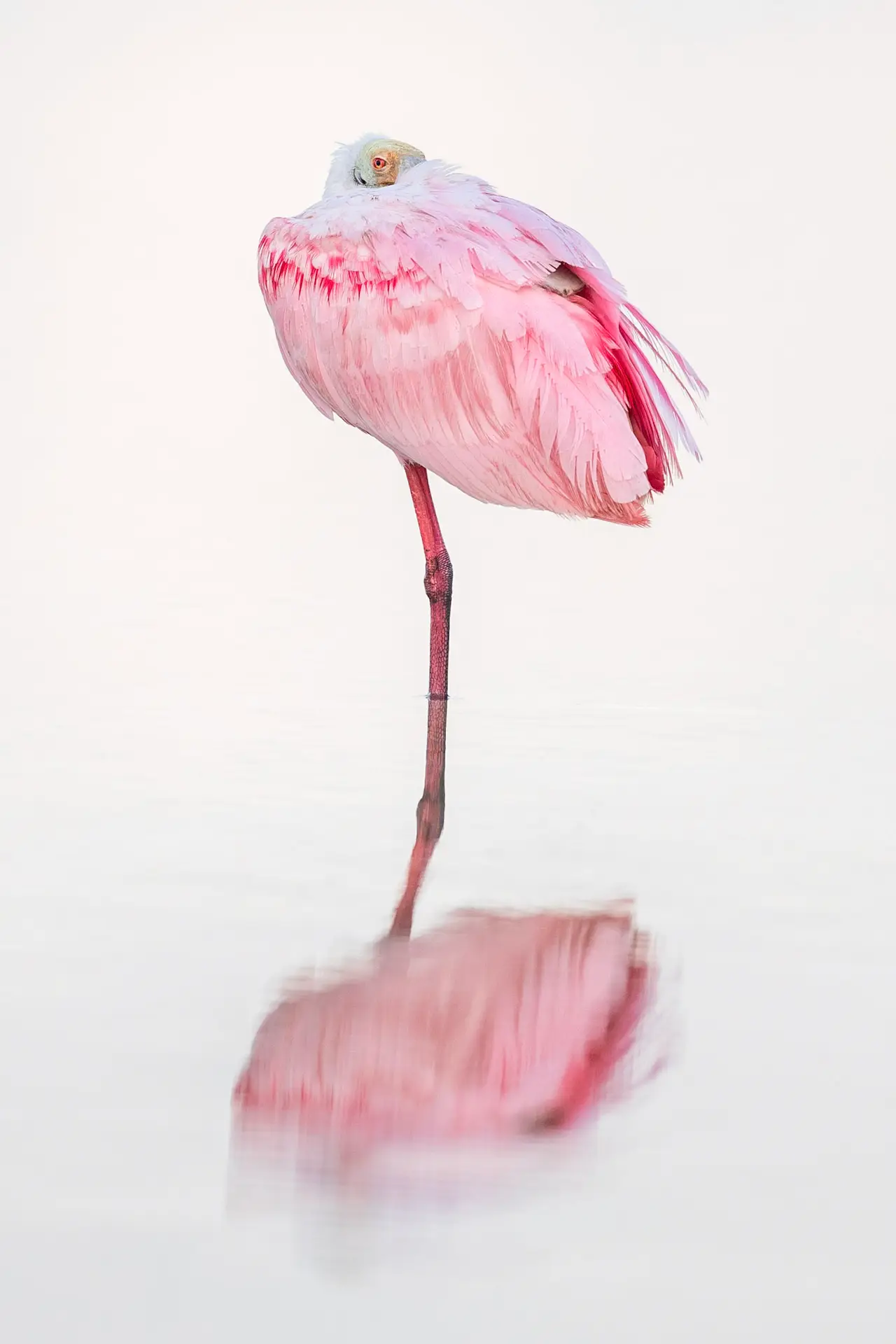 A solitary pink flamingo standing on one leg with its reflection in water.