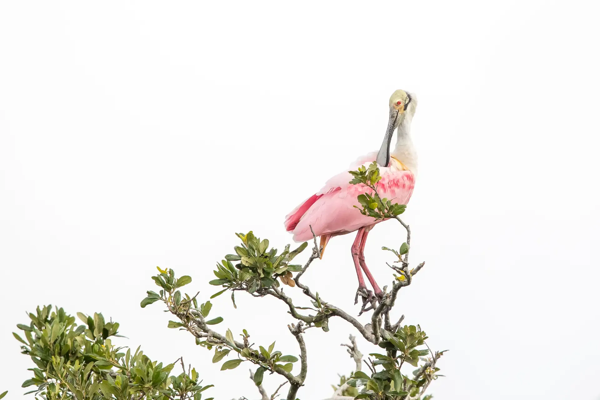 Pink bird perched on a branch