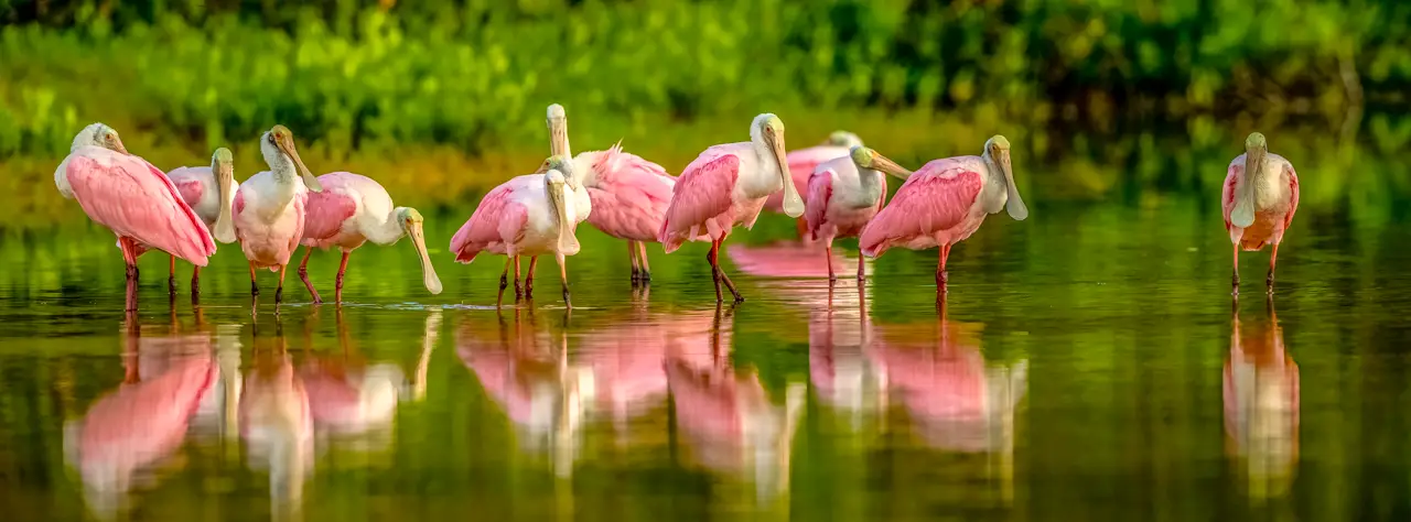 Group of pink spoonbills in water