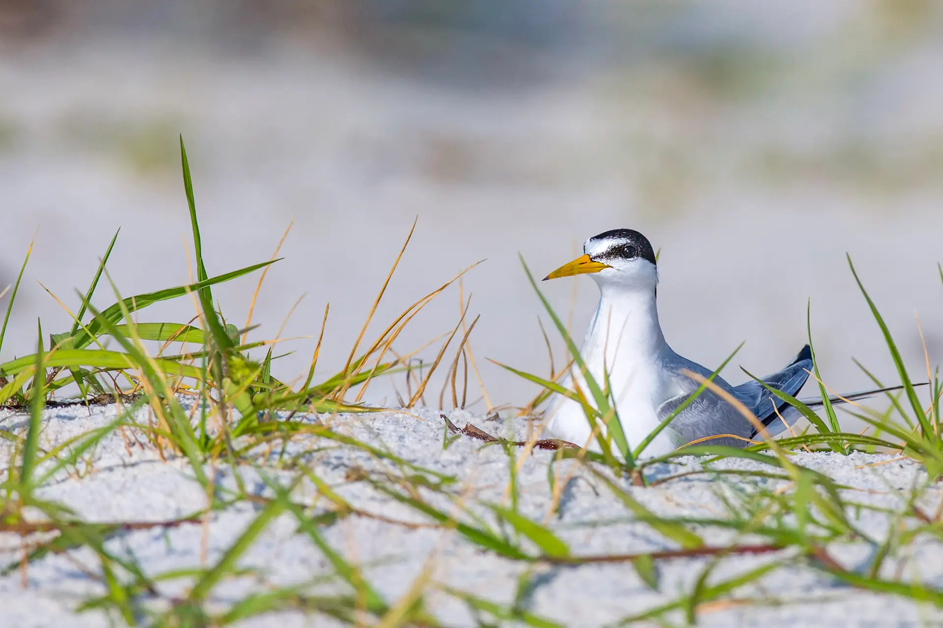 A small bird with black and white feathers stands among green grass.