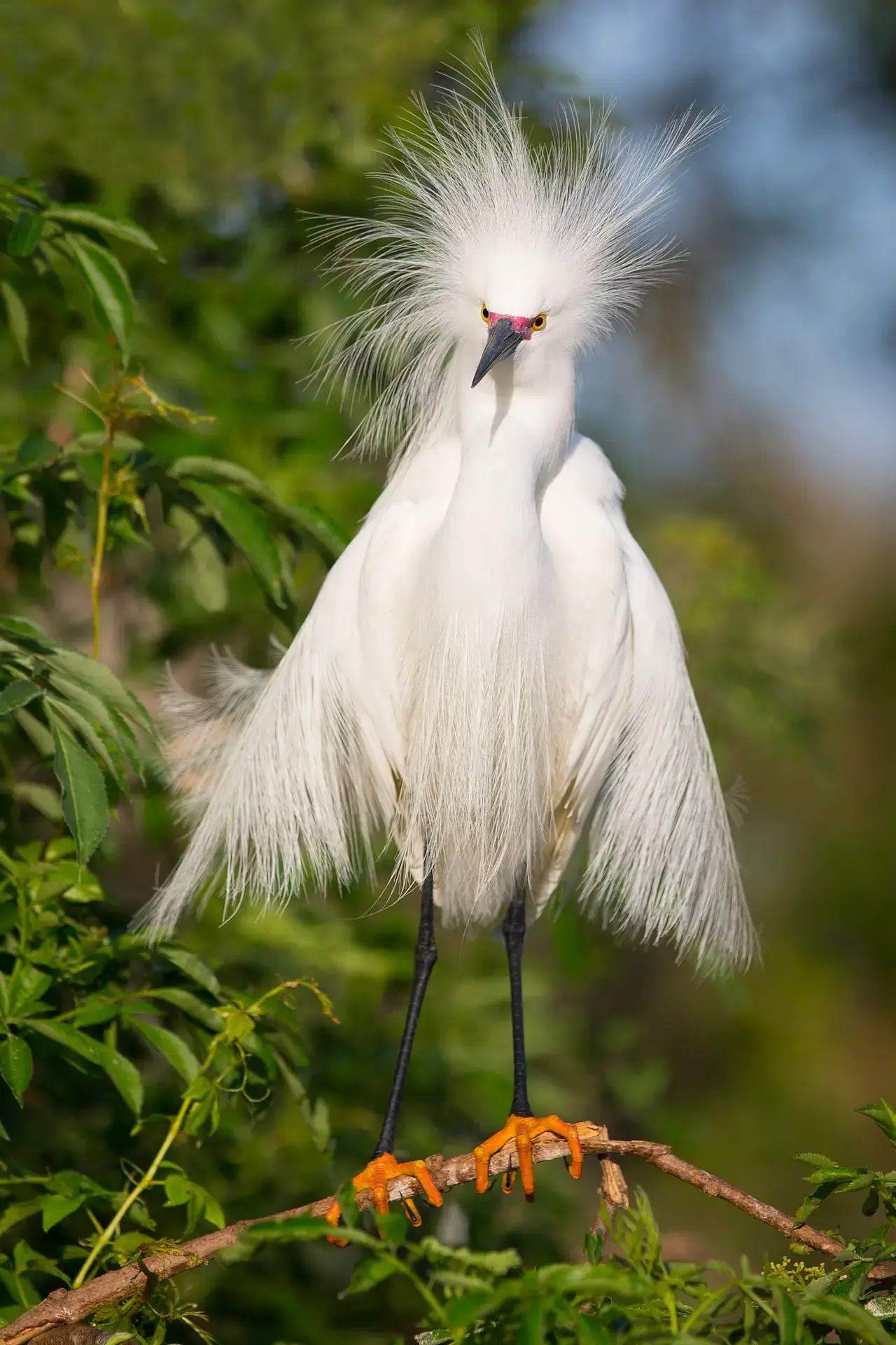 A snowy egret with fluffed feathers stands among greenery.