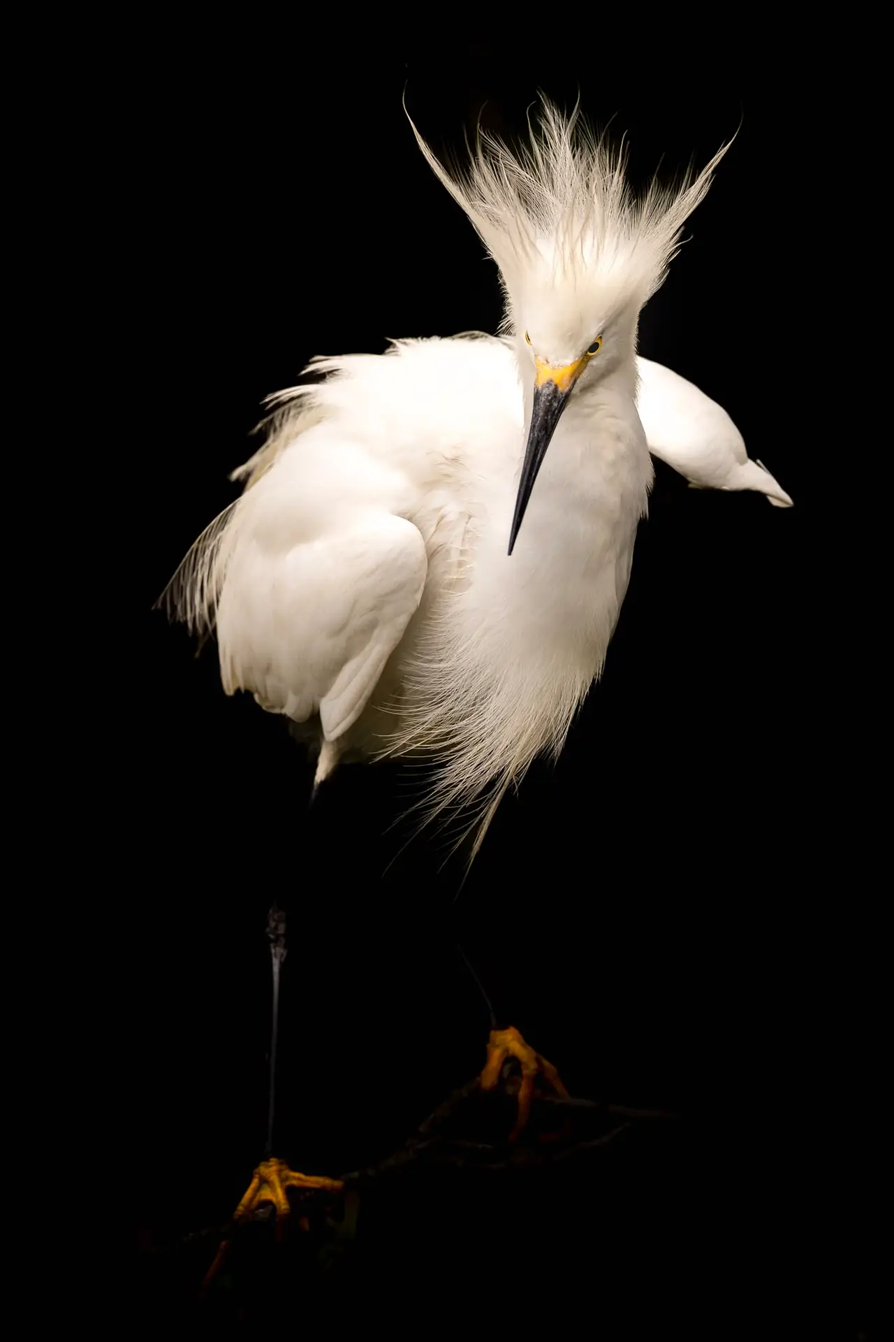 A white egret bird with fluffed feathers against a black background.