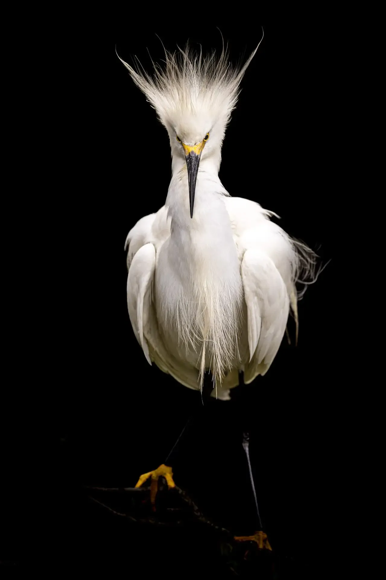 A white egret bird with a black background.