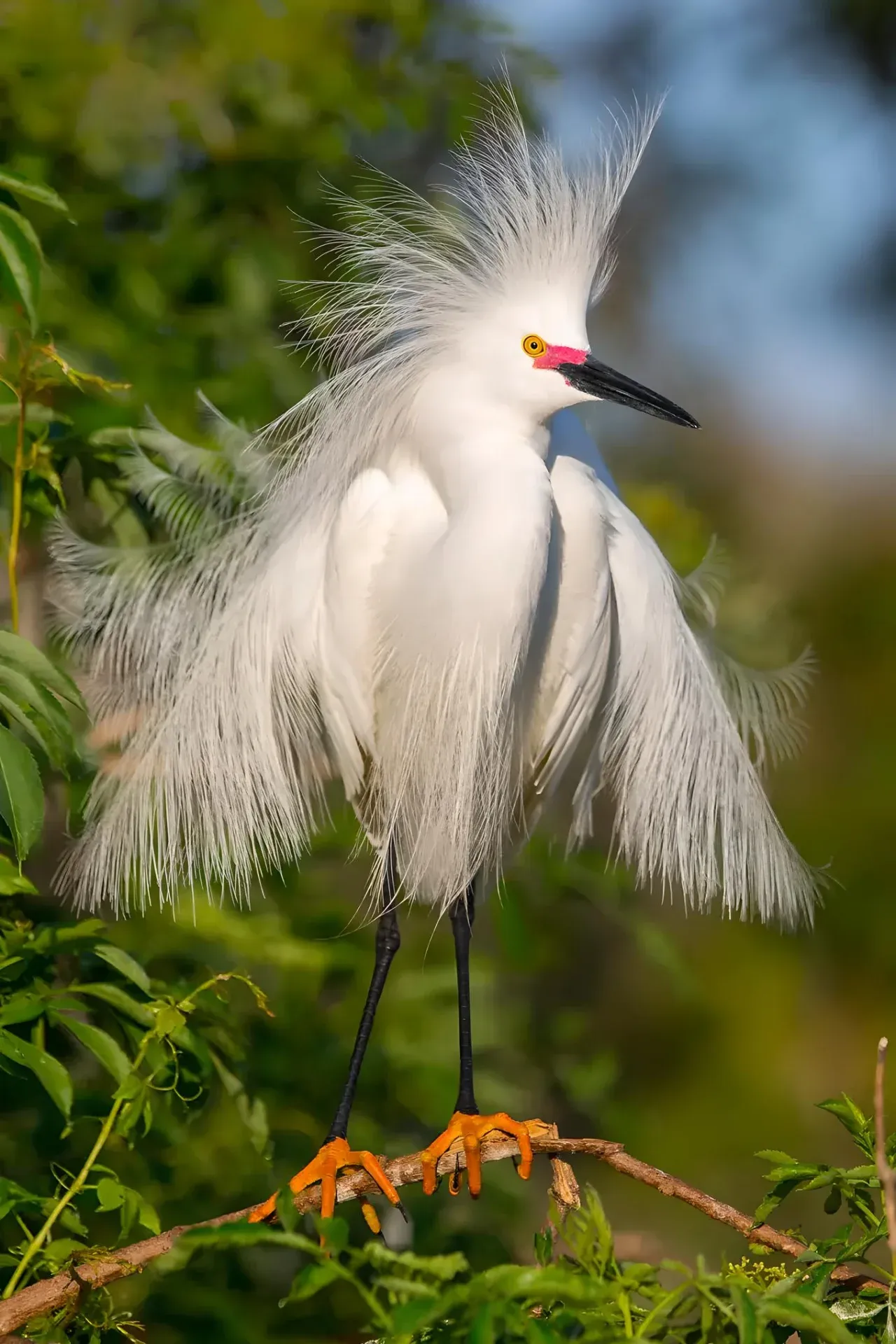 White bird with striking plumage
