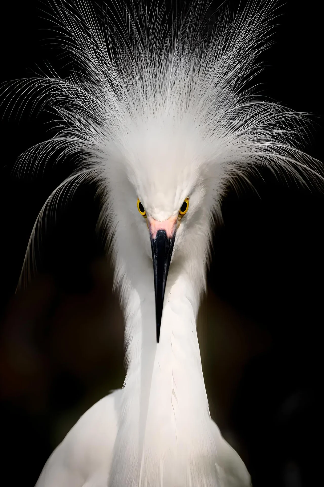 White bird with striking feathers