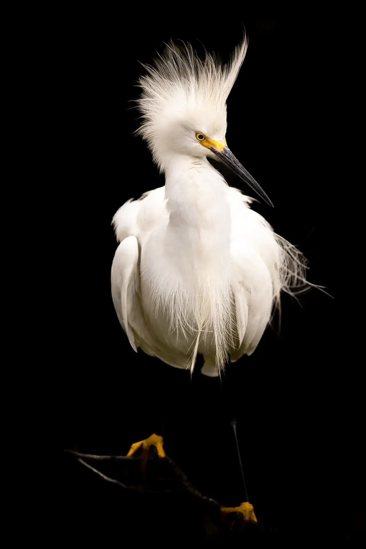Elegant snowy egret with striking feathers