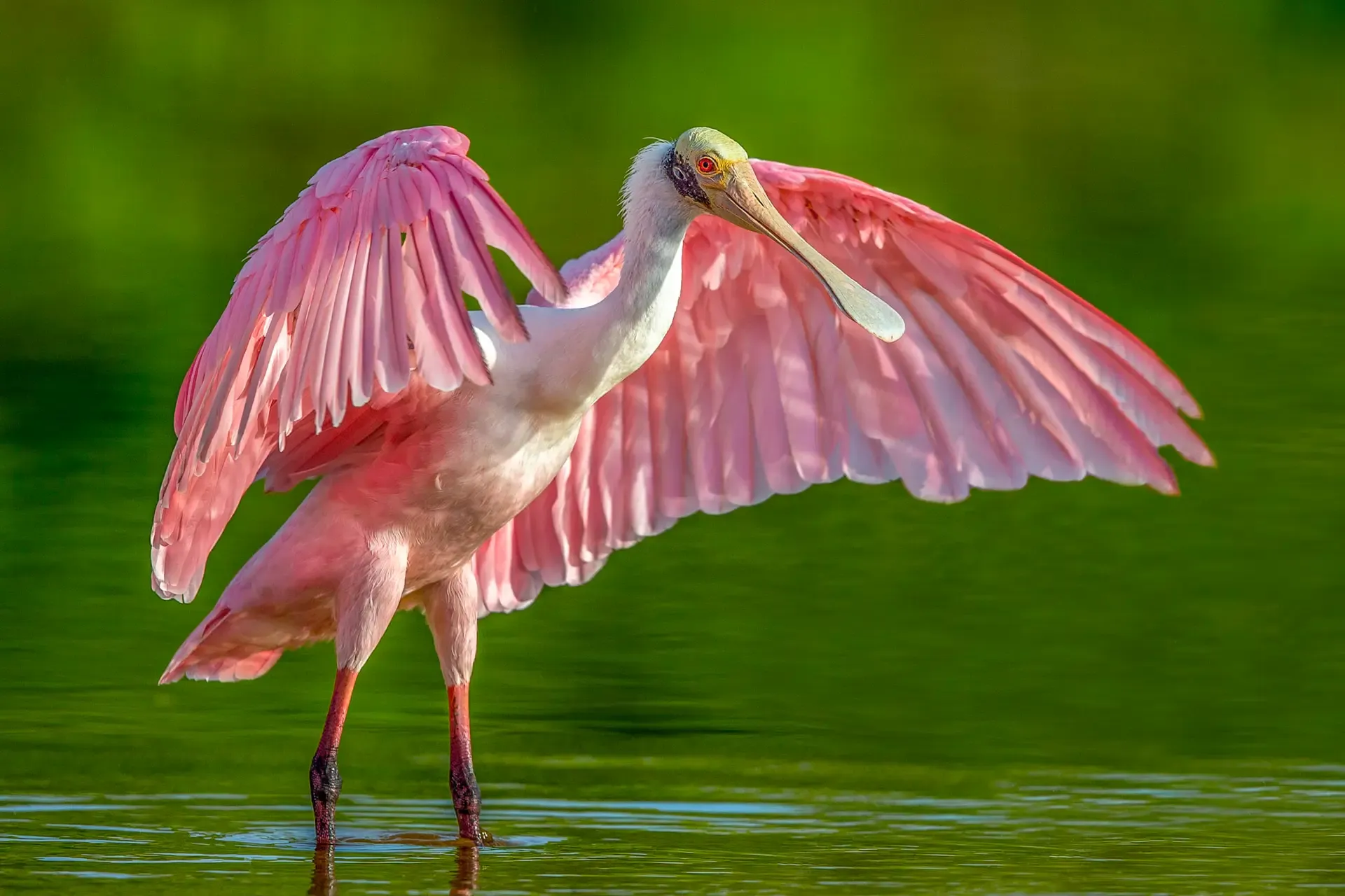 A roseate spoonbill with wings spread in shallow water.