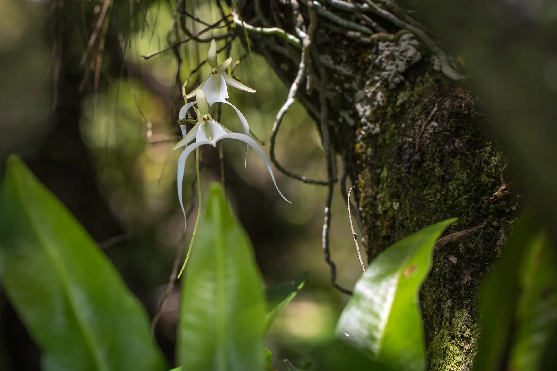 Close-up of a hanging greyish plant on a tree branch with green leaves.