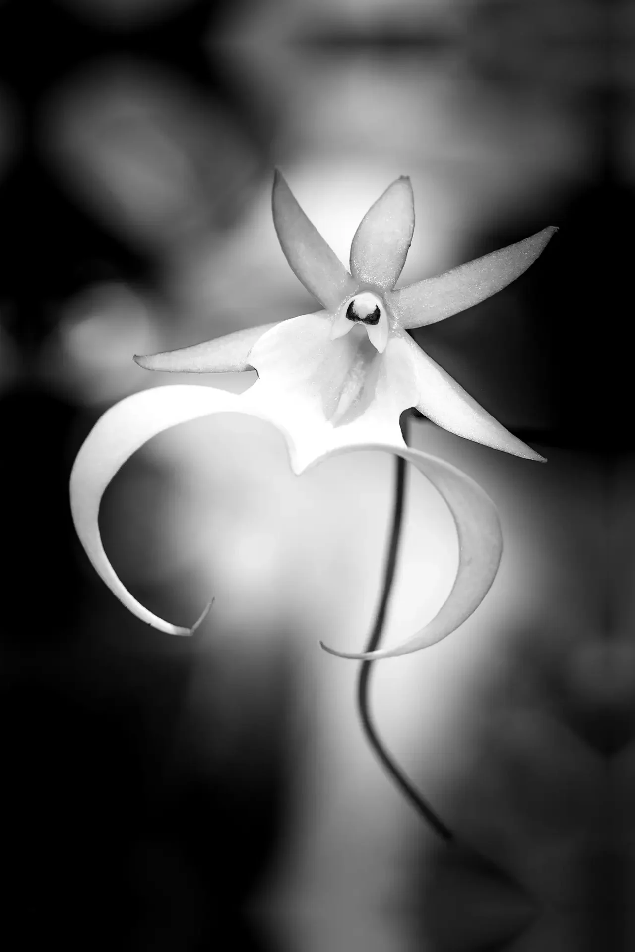 Close-up of a delicate, curved flower petal with soft focus.