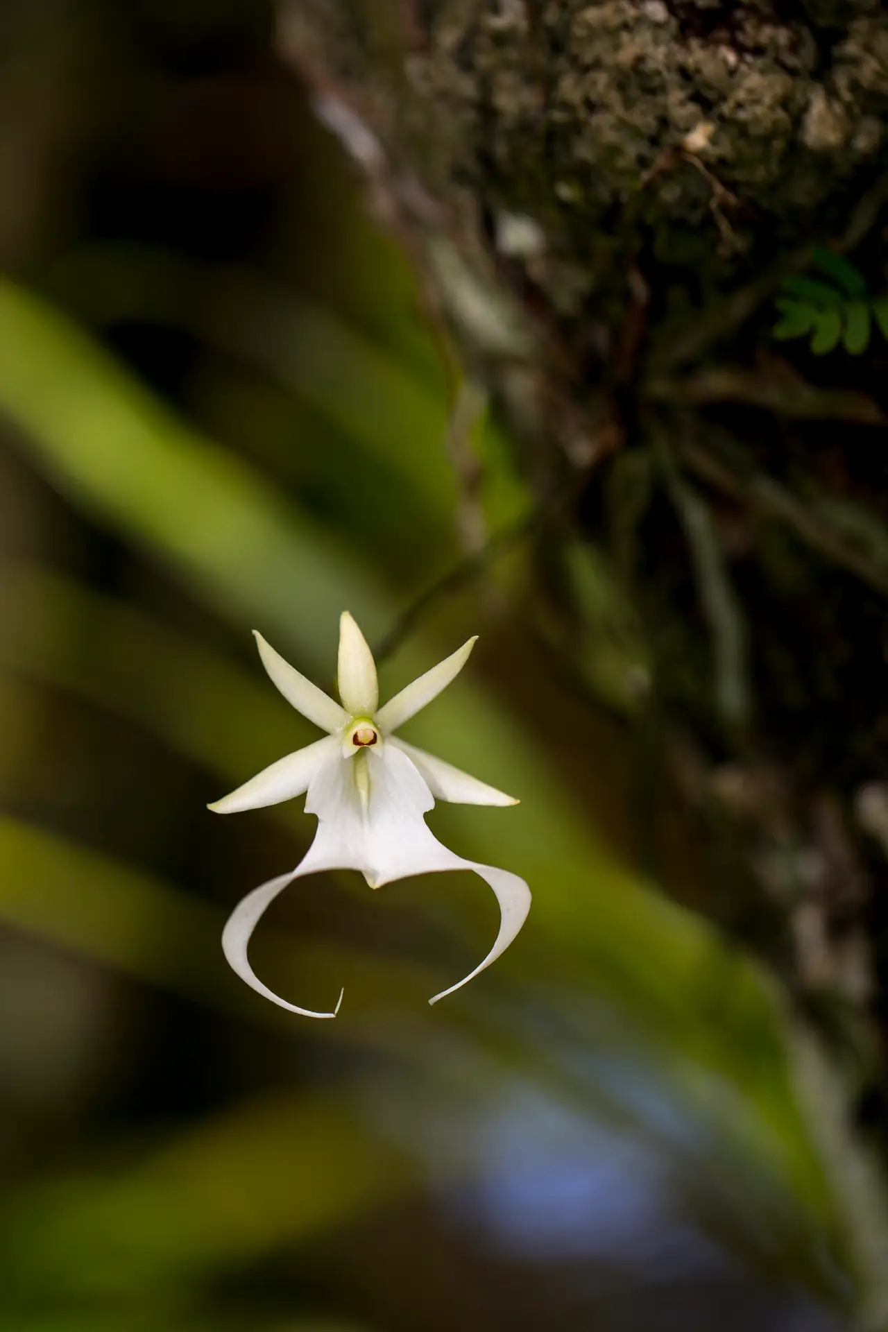 A delicate white orchid with unique curved petals in natural light.
