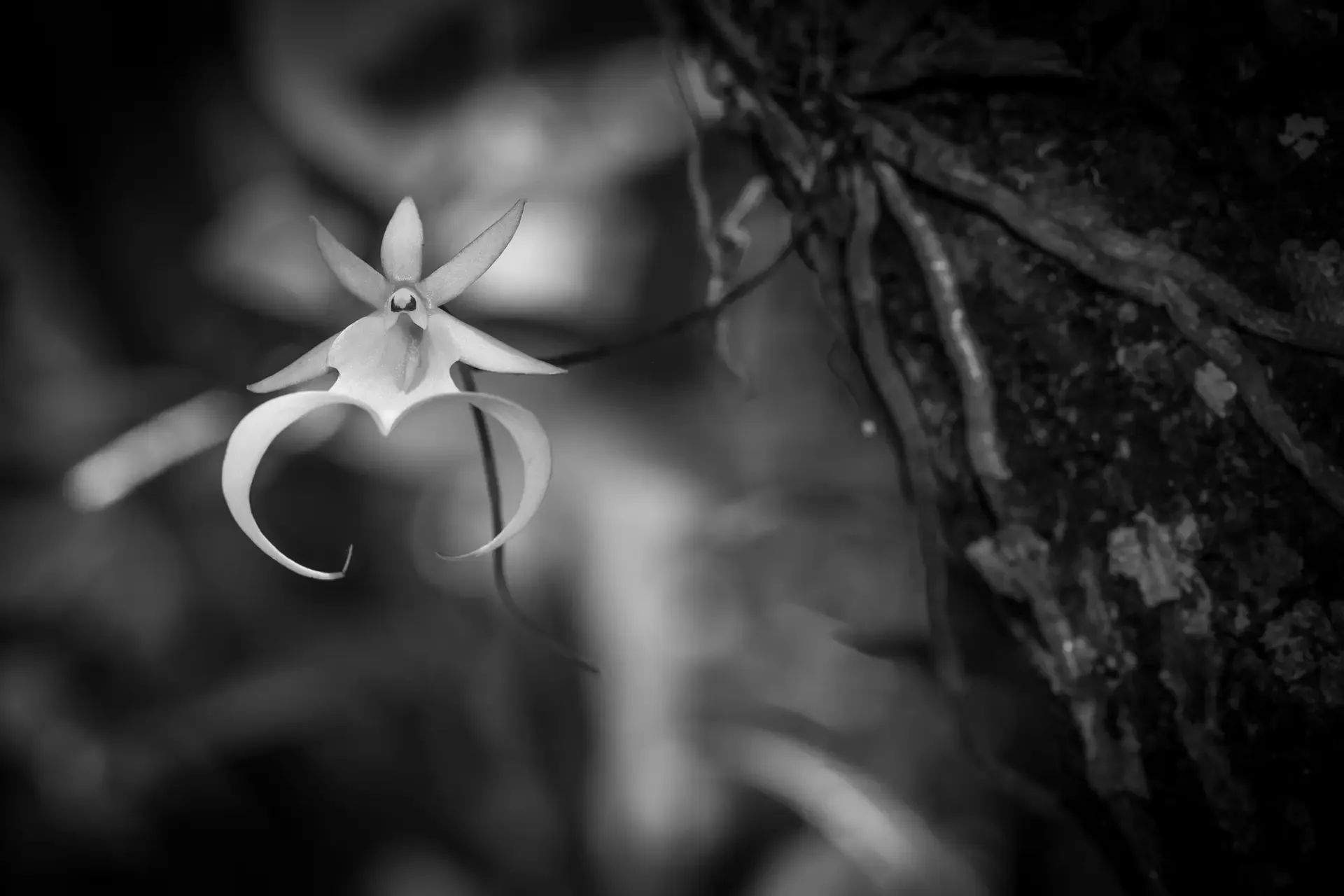 A delicate white flower in black and white, surrounded by blurred leaves.