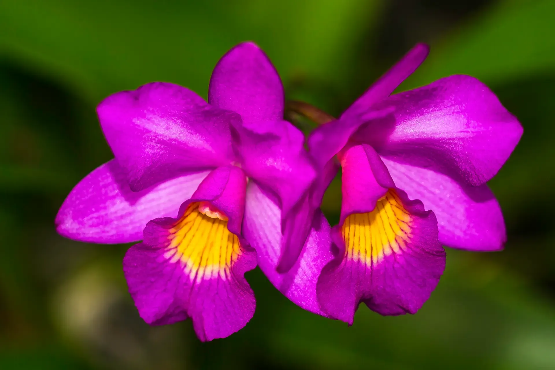 Close-up of vibrant purple orchids with yellow centers.