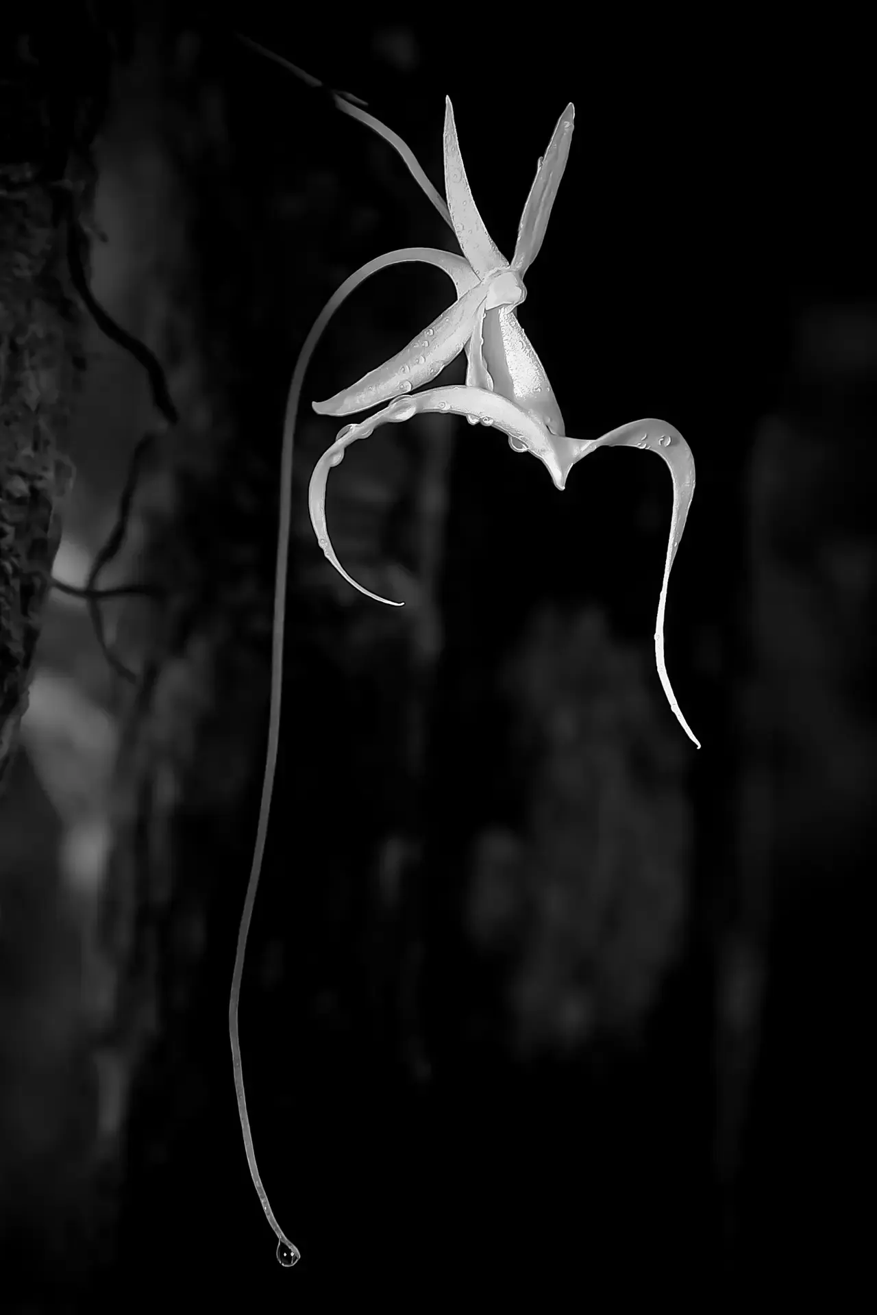 A starfish clinging to a vertical surface in a dark environment.