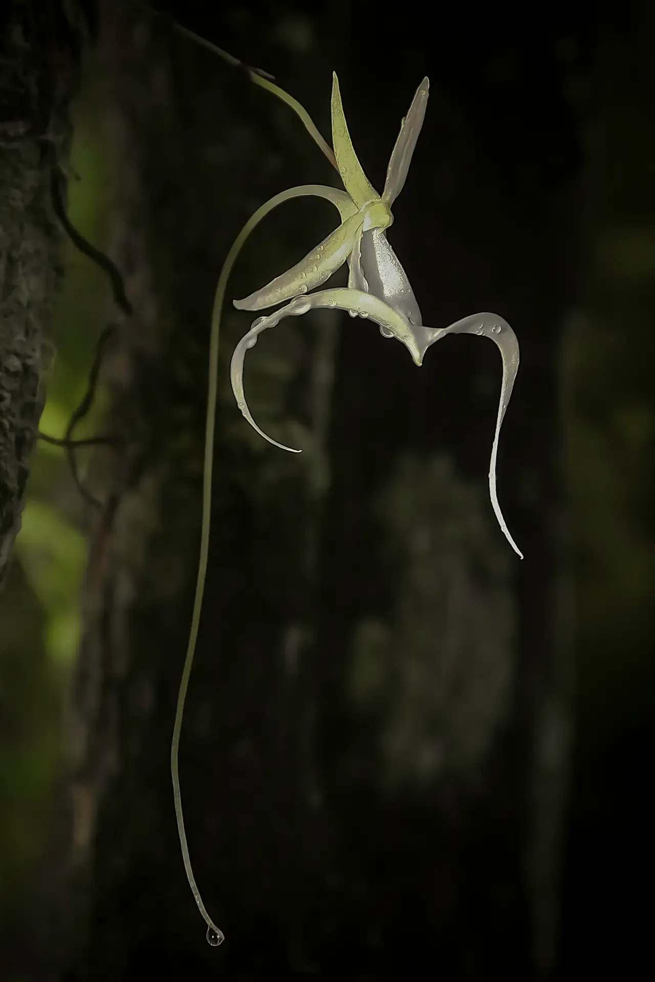A white flower with long, curved petals hanging from a branch.