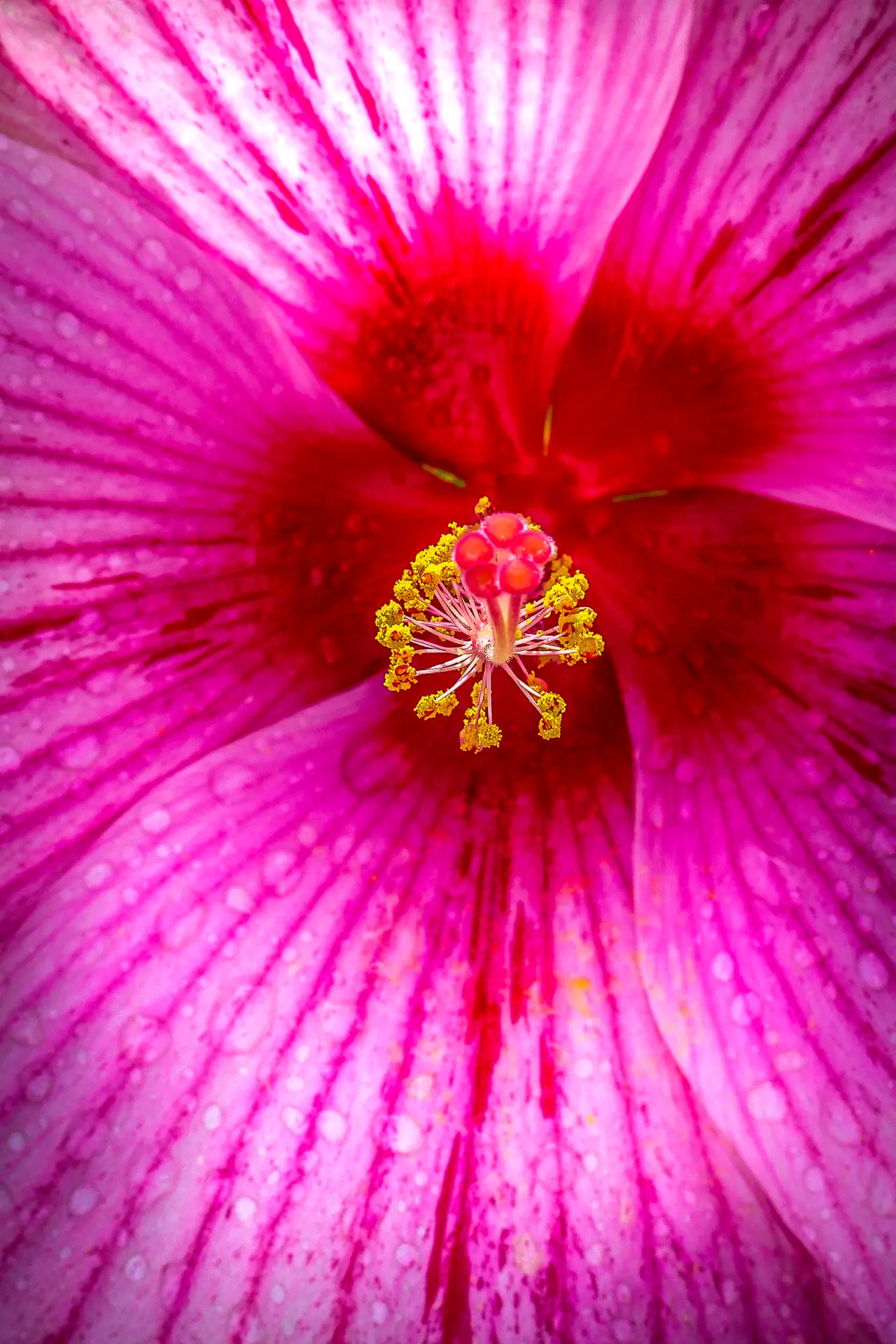 Close-up of a vibrant pink flower with yellow stamens.
