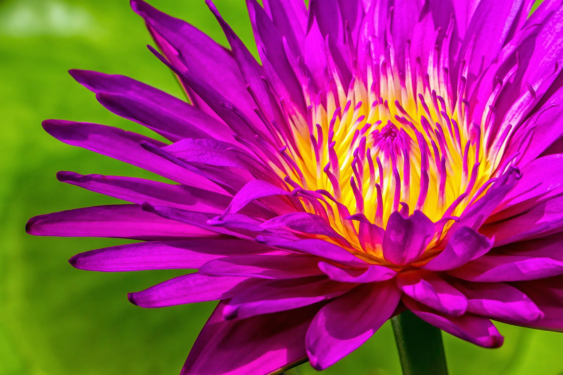 Close-up of a vibrant purple water lily with yellow center.