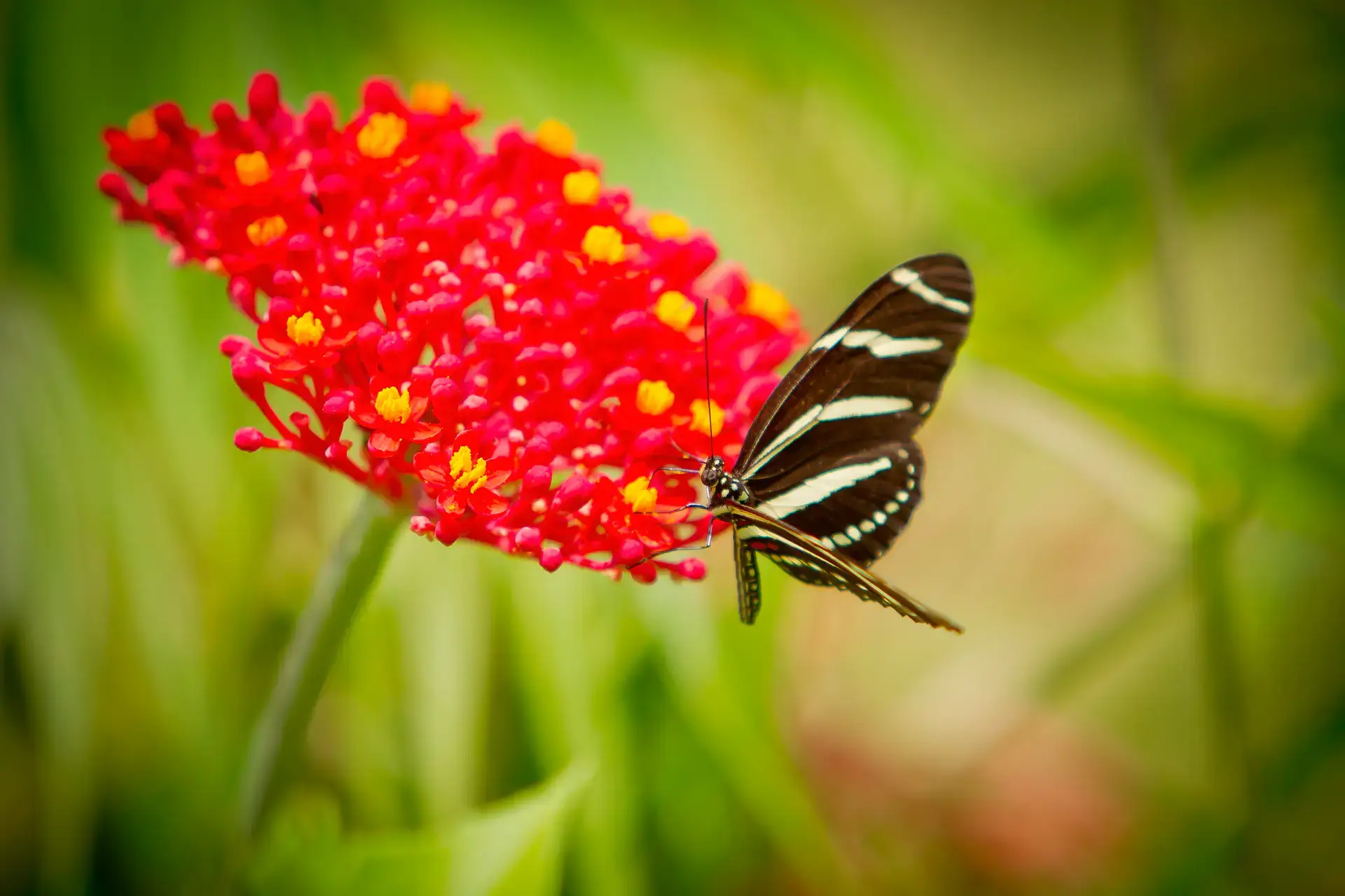 A black and white butterfly on a bright red flower.