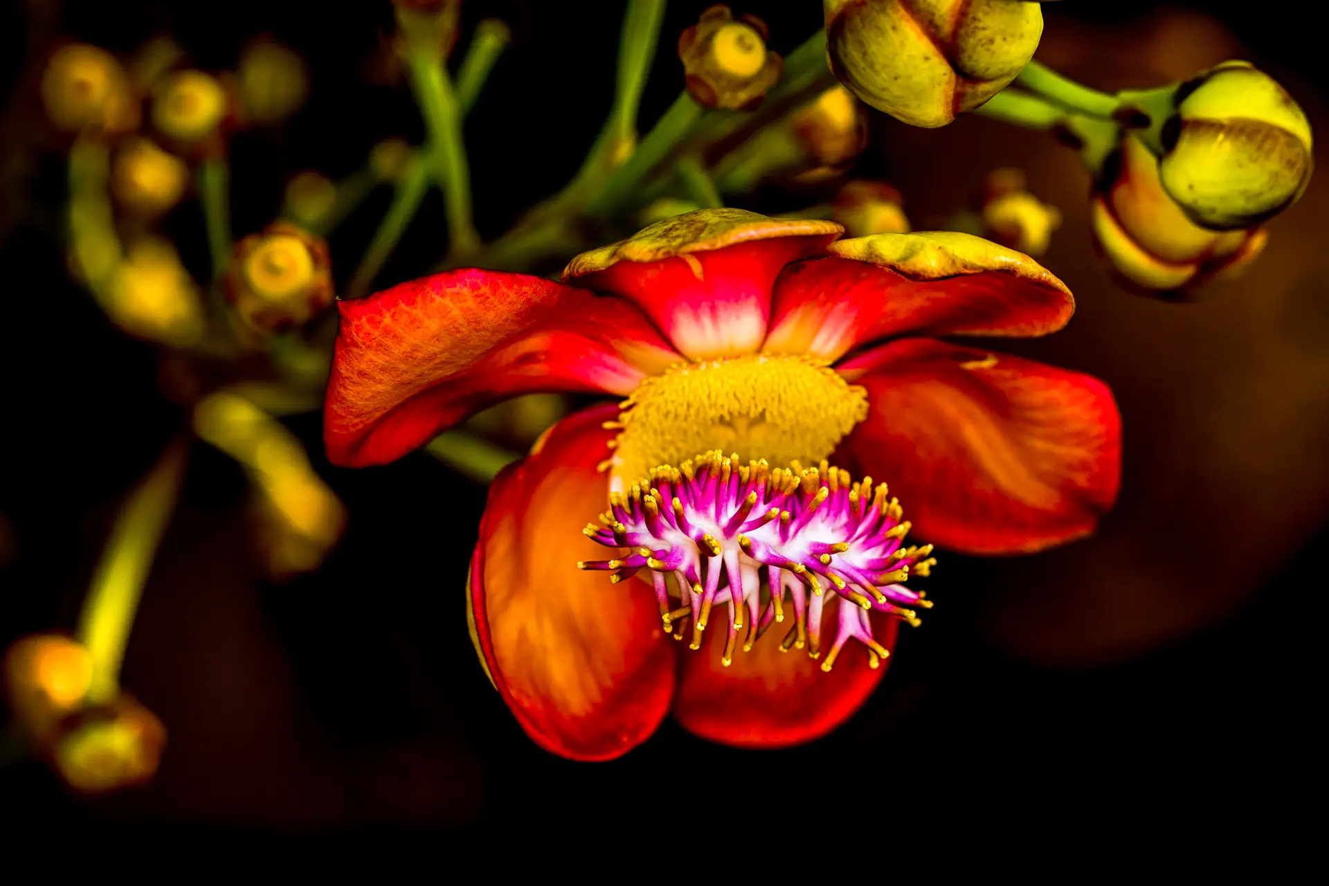 Close-up of a vibrant red and yellow flower with intricate purple-tipped stamens.