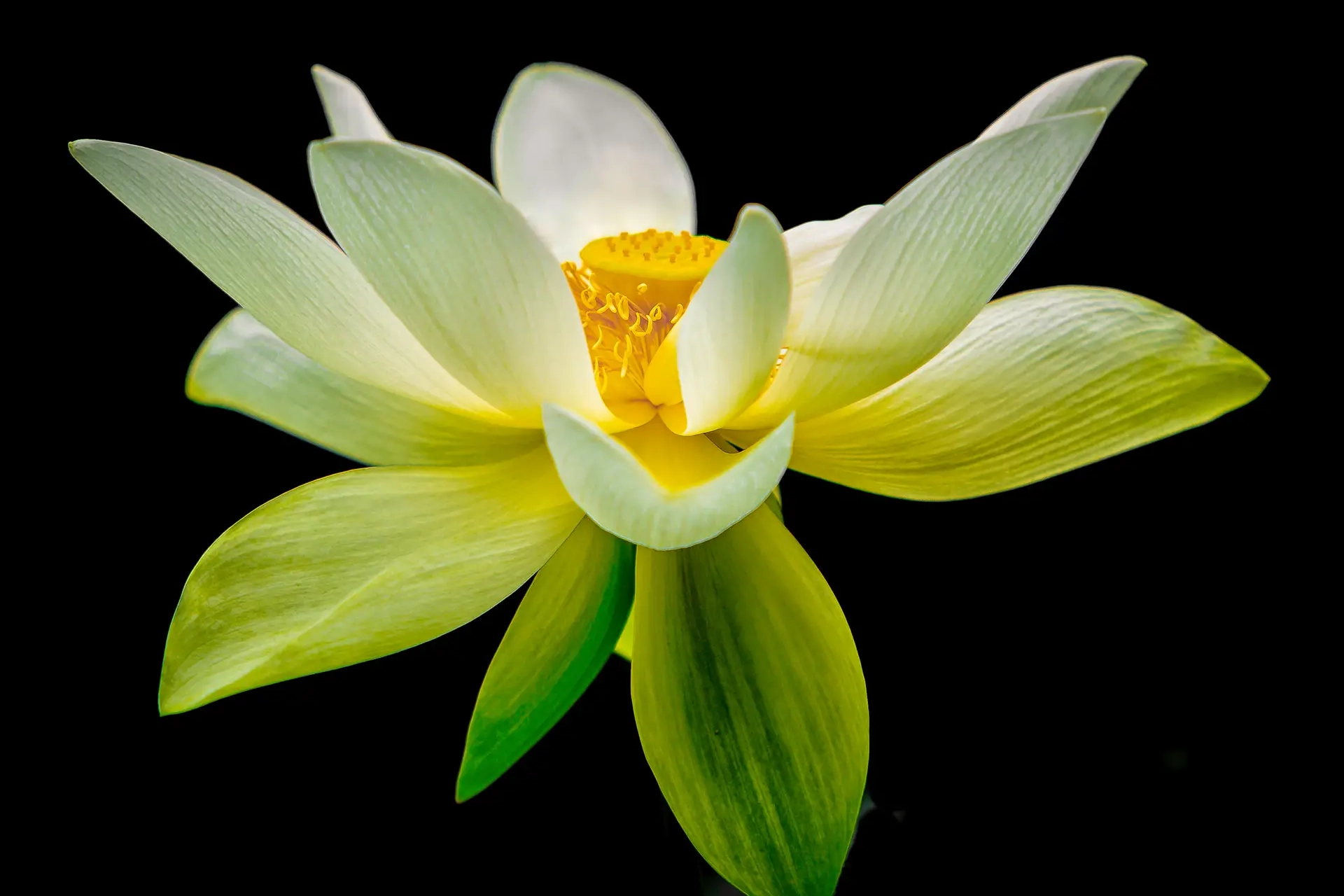 Close-up of a pale yellow lotus flower with green leaves against black background.