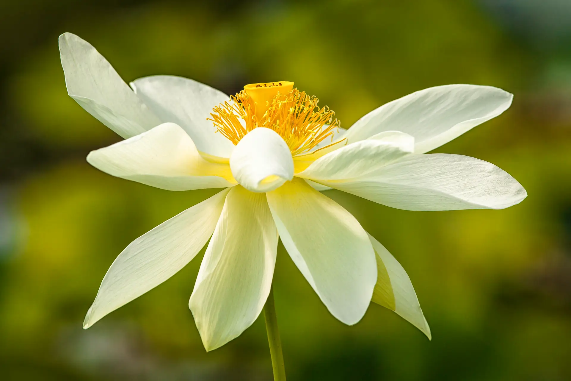 A white lotus flower with a yellow center in natural light.
