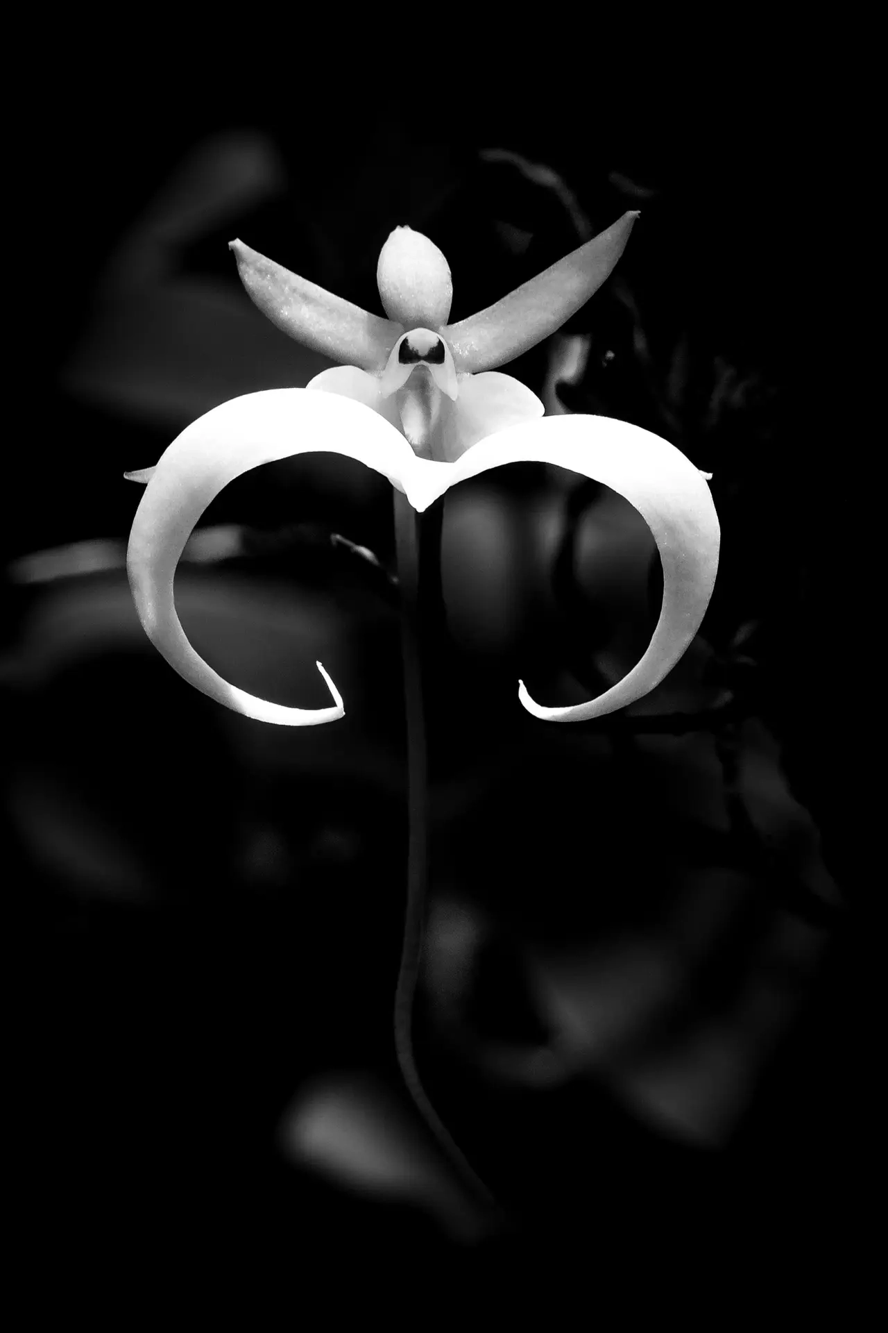 Close-up of a unique white flower with curved petals against a dark background.