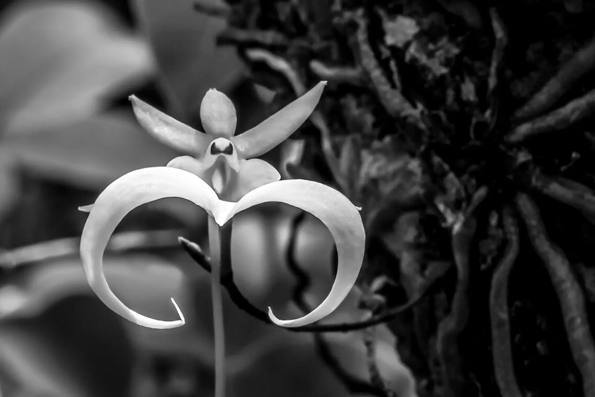 Abstract sculpture with curved shapes resembling two eyes and a figure on top.