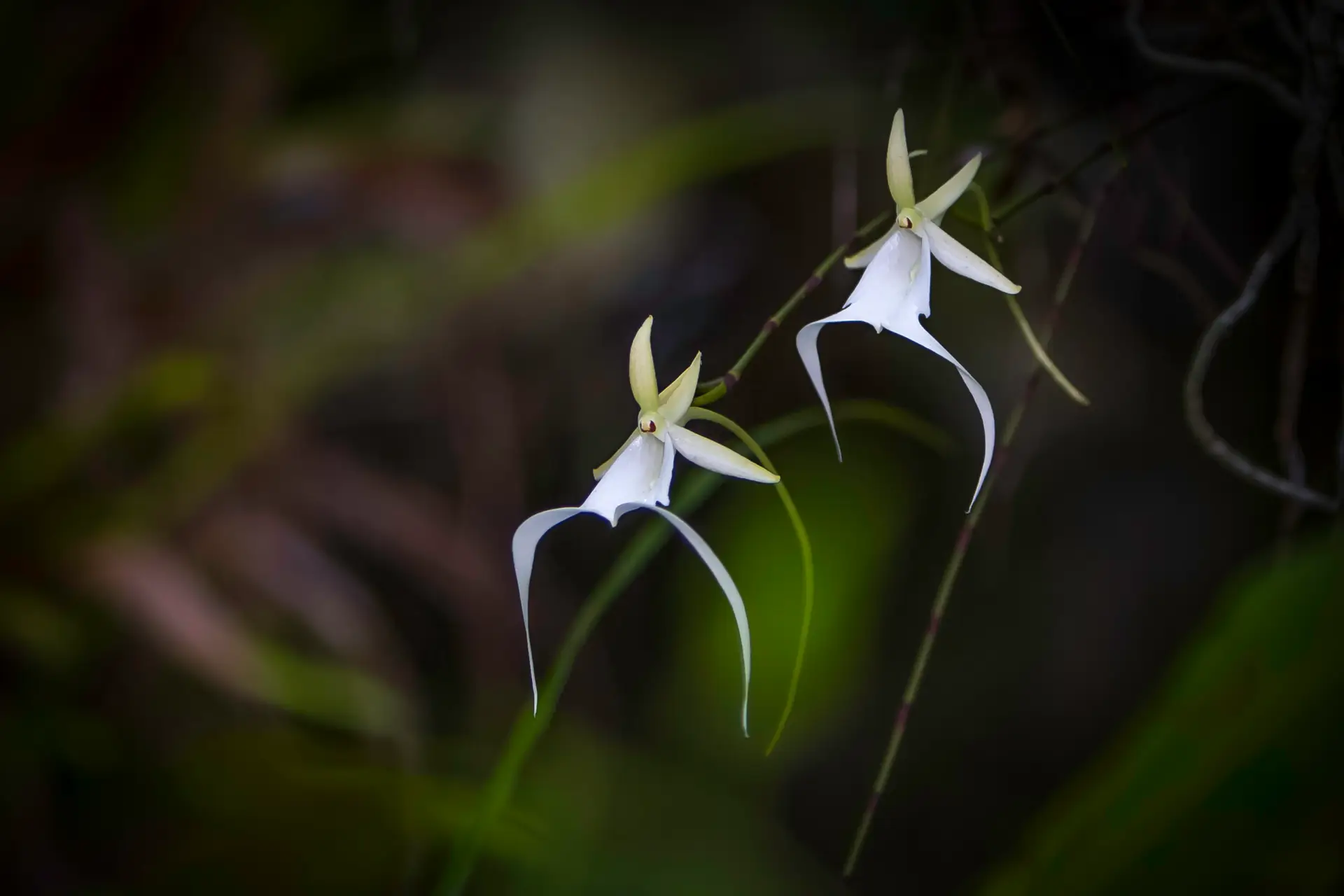 Delicate white orchids with long, elegant petals against a dark background.