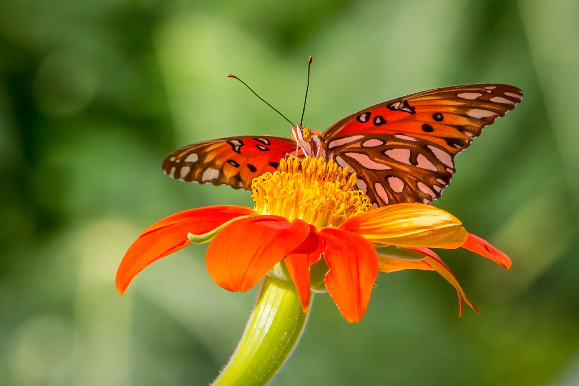 A vibrant butterfly perched on an orange flower.