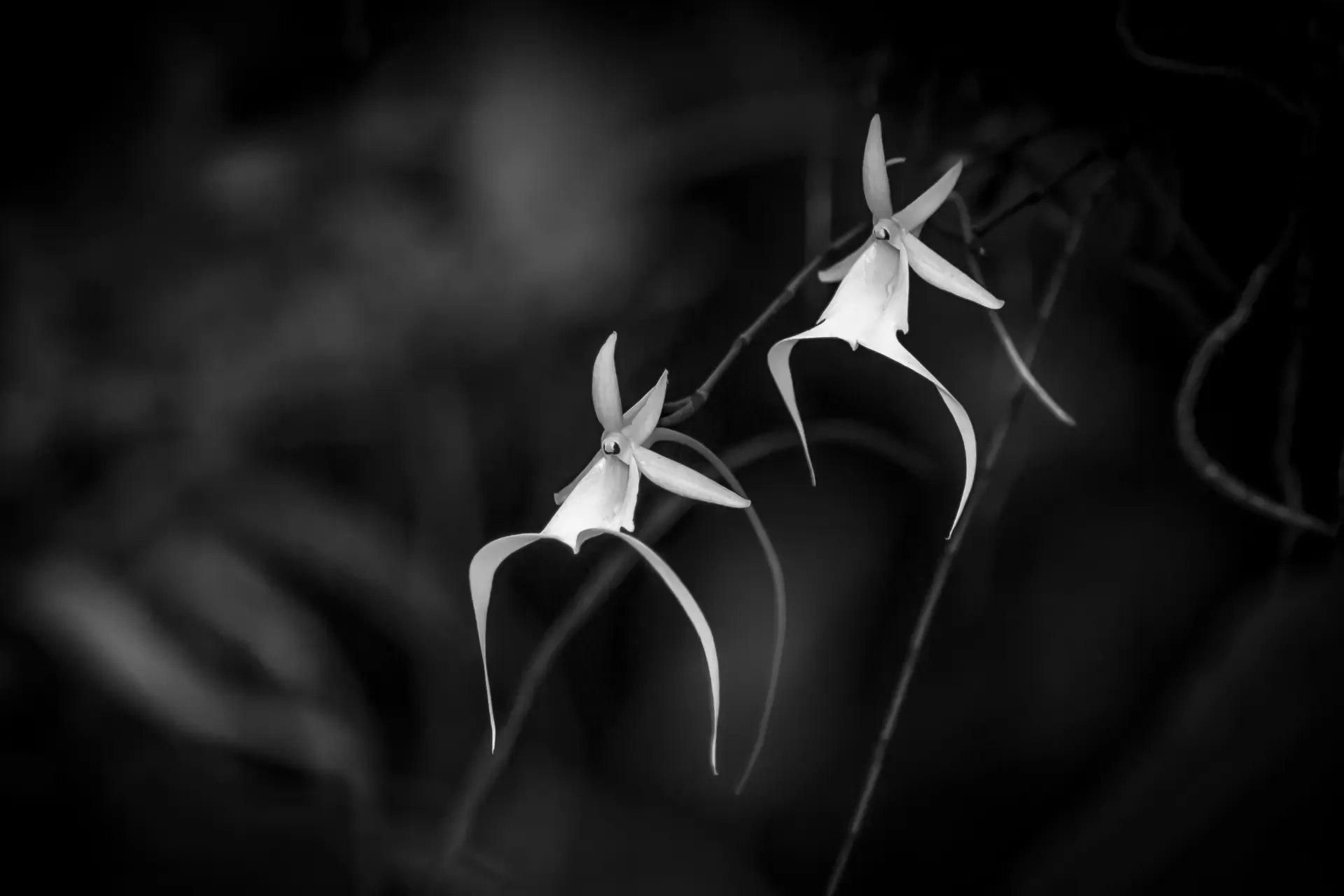 Two delicate ghost orchids in a dark setting.