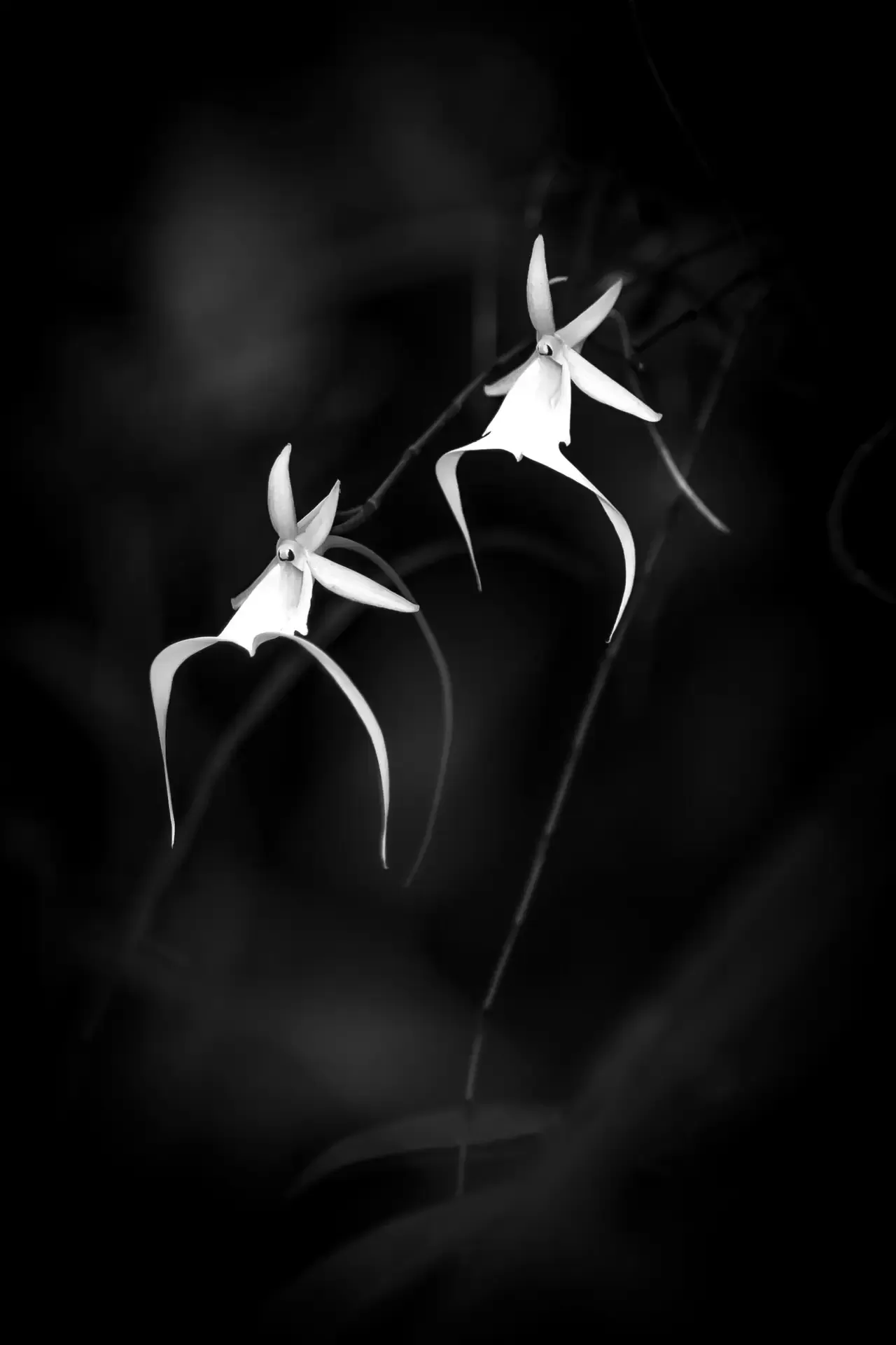 Two delicate white orchids on a dark background.