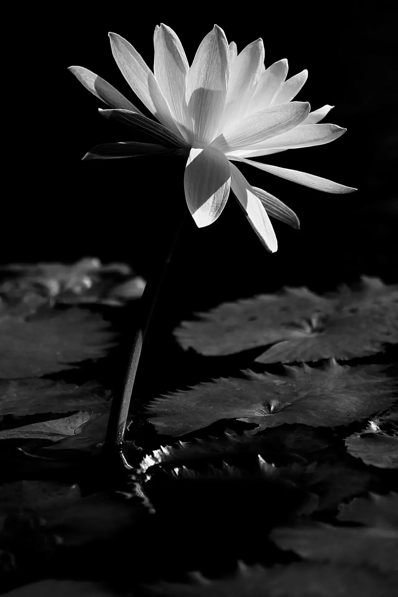 A delicate lotus flower blooming above dark water.