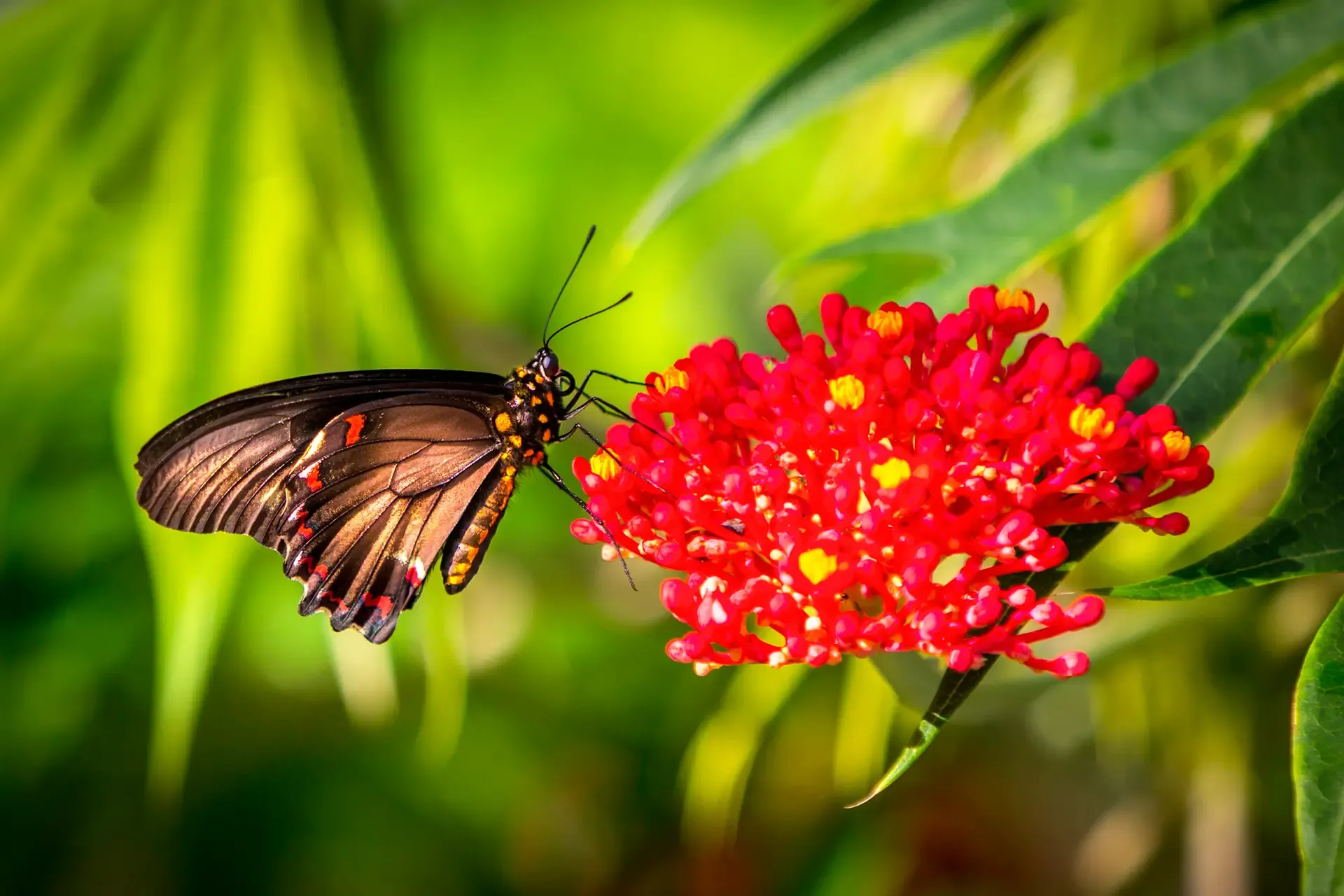 A butterfly feeding on bright red flowers in a green garden.