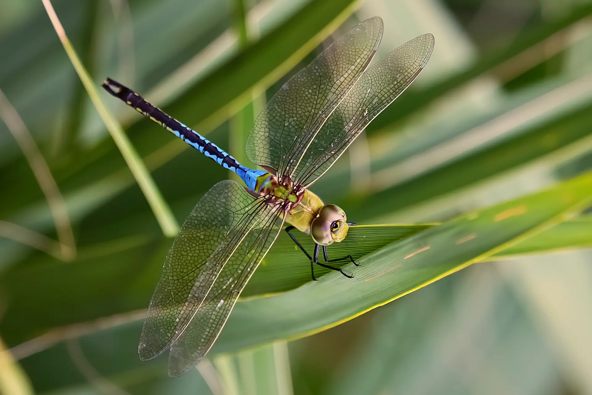 A blue dragonfly perched on a green leaf.